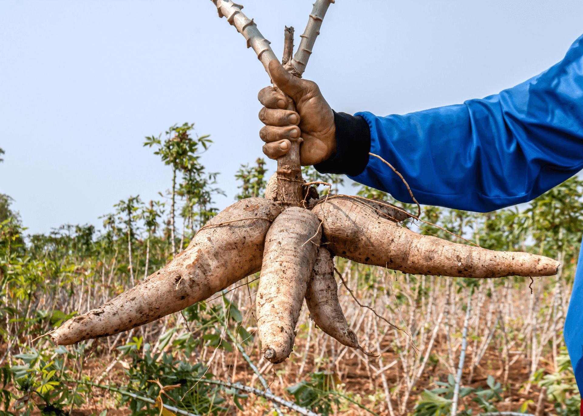 Jos Farmer Laments Losing Harvest To Thieves