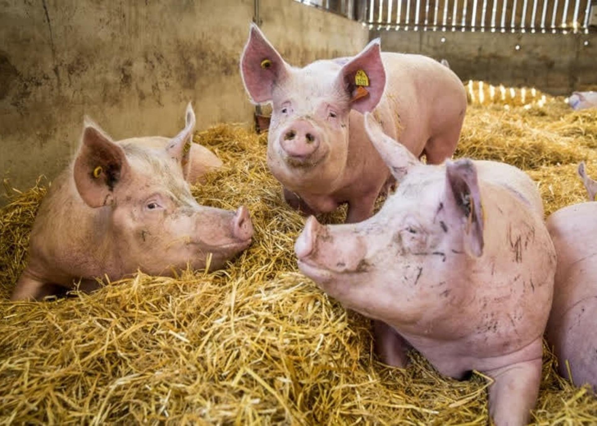 Five effective risk mitigation tips for profitable pig farming in Nigeria (2024)