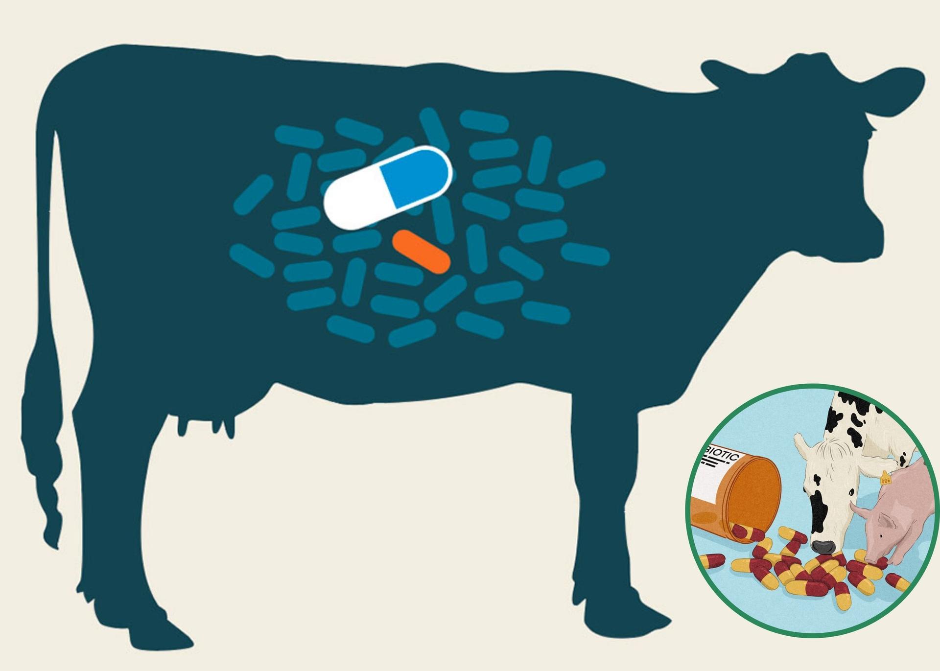 Drug-Resistant Bacteria Threatens 11% Of Nigeria's Livestock Production By 2050