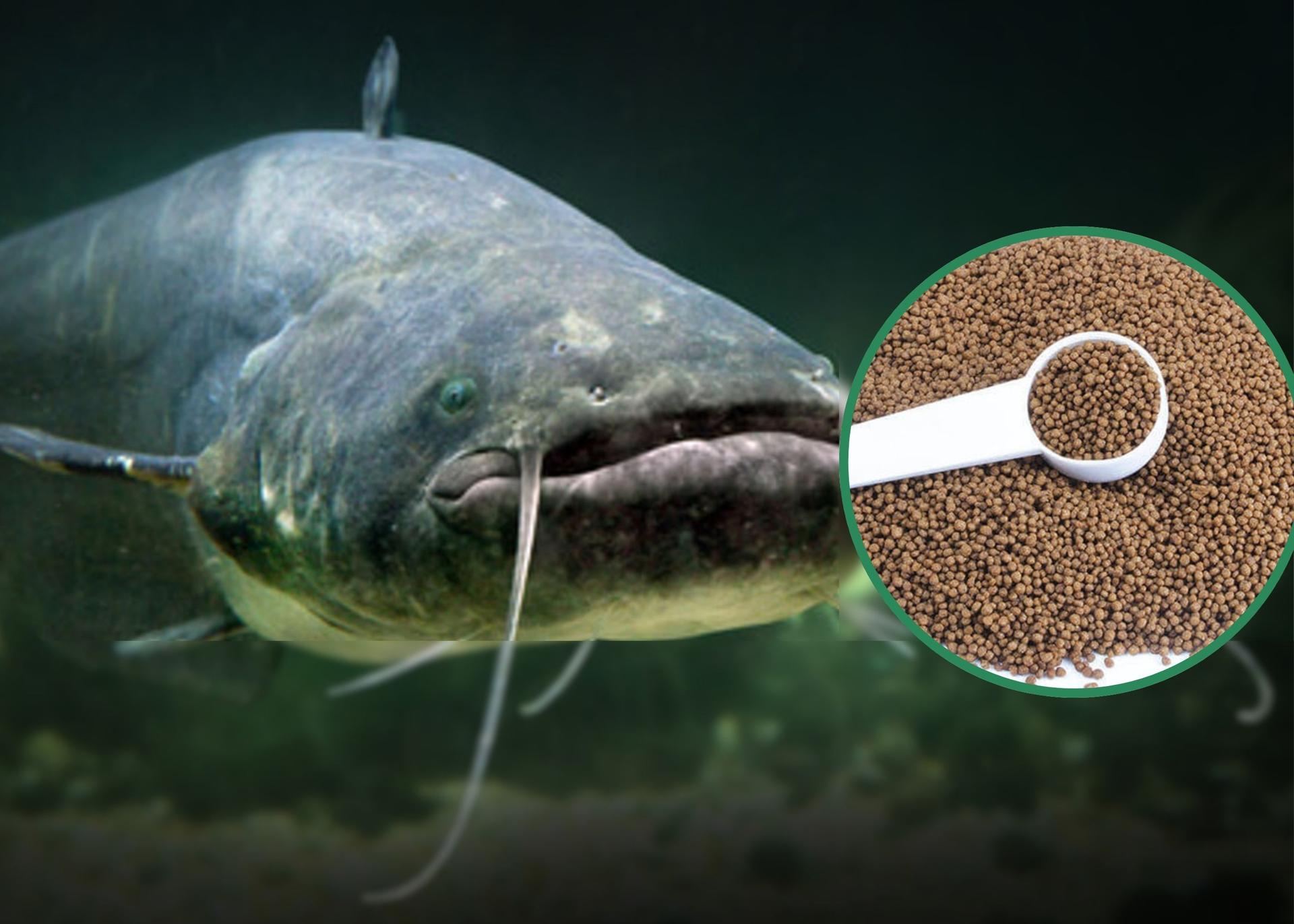 Lack Of Access To Funds, High Input Costs Undermining Nigerian Catfish Industry