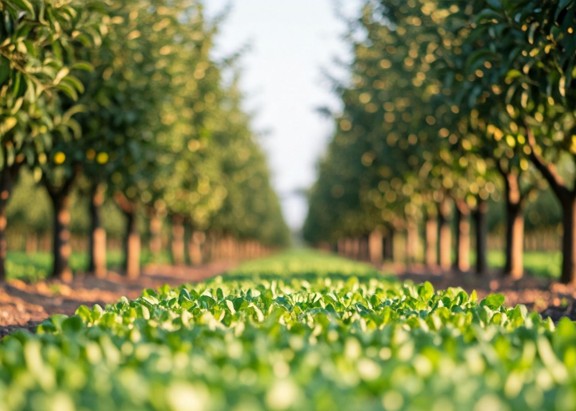 How an agronomist is adopting agroforestry in Nigeria to combat climate change