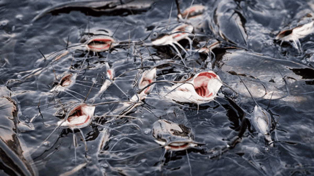 Ogun State Government Launches Harvest Initiative For Fish Farmers