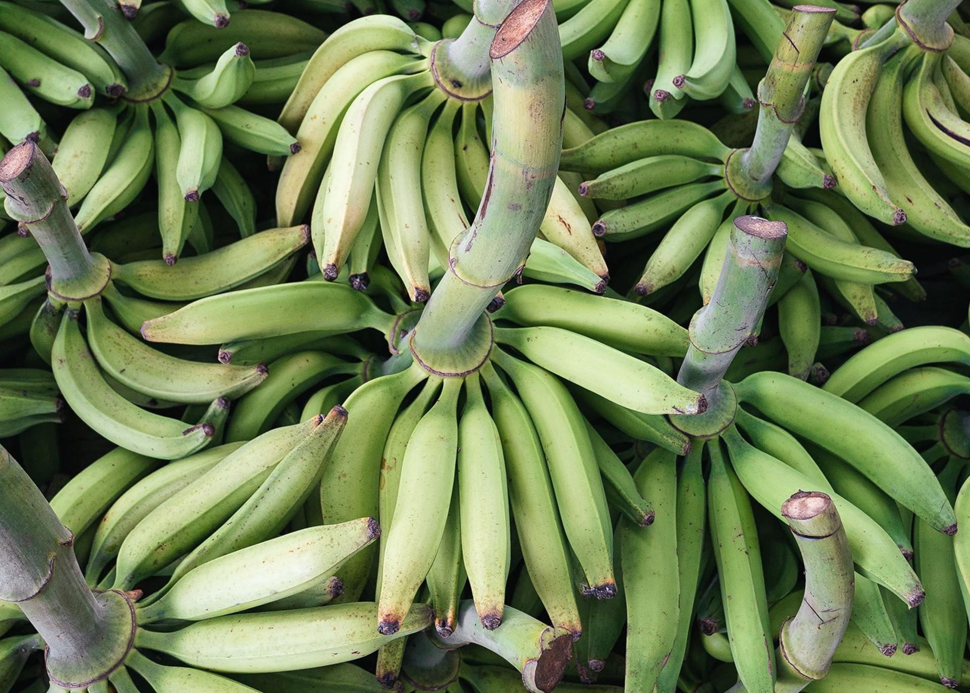 Demand For Plantain Usually Outstrips Supply — Plantain Farmer