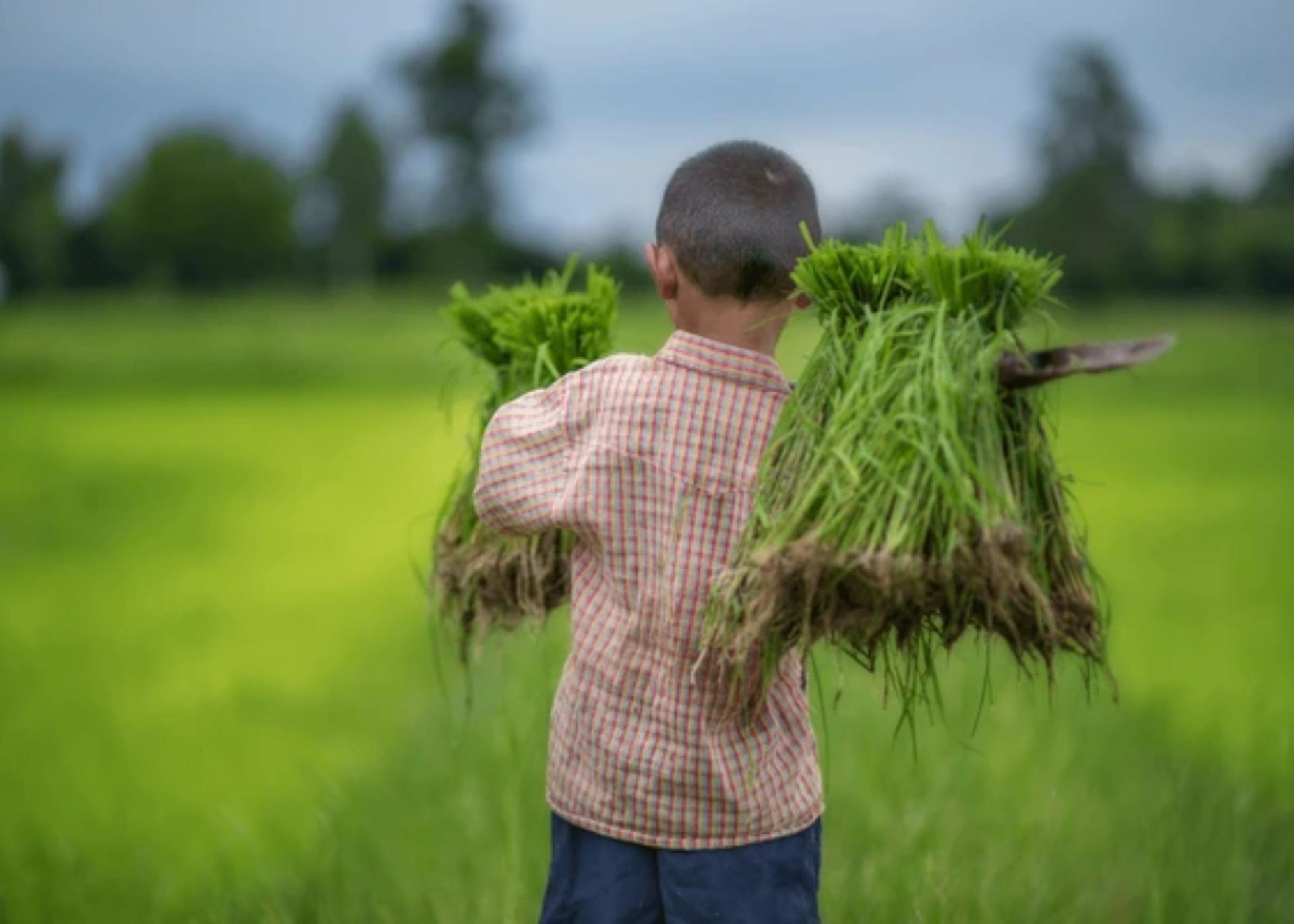 Ministry Strengthens Efforts To End Child Labour In Agriculture