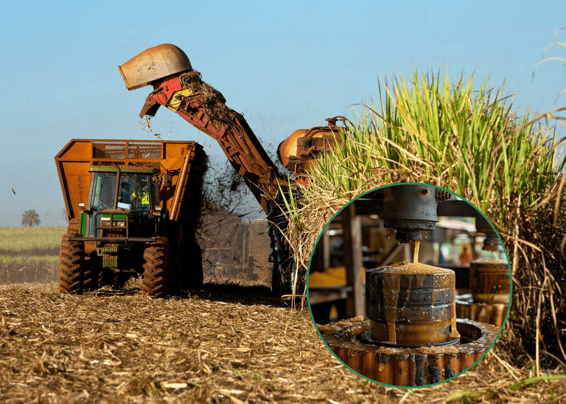 Niger State Government Revives Sugarcane Industry With $2.5B Investment
