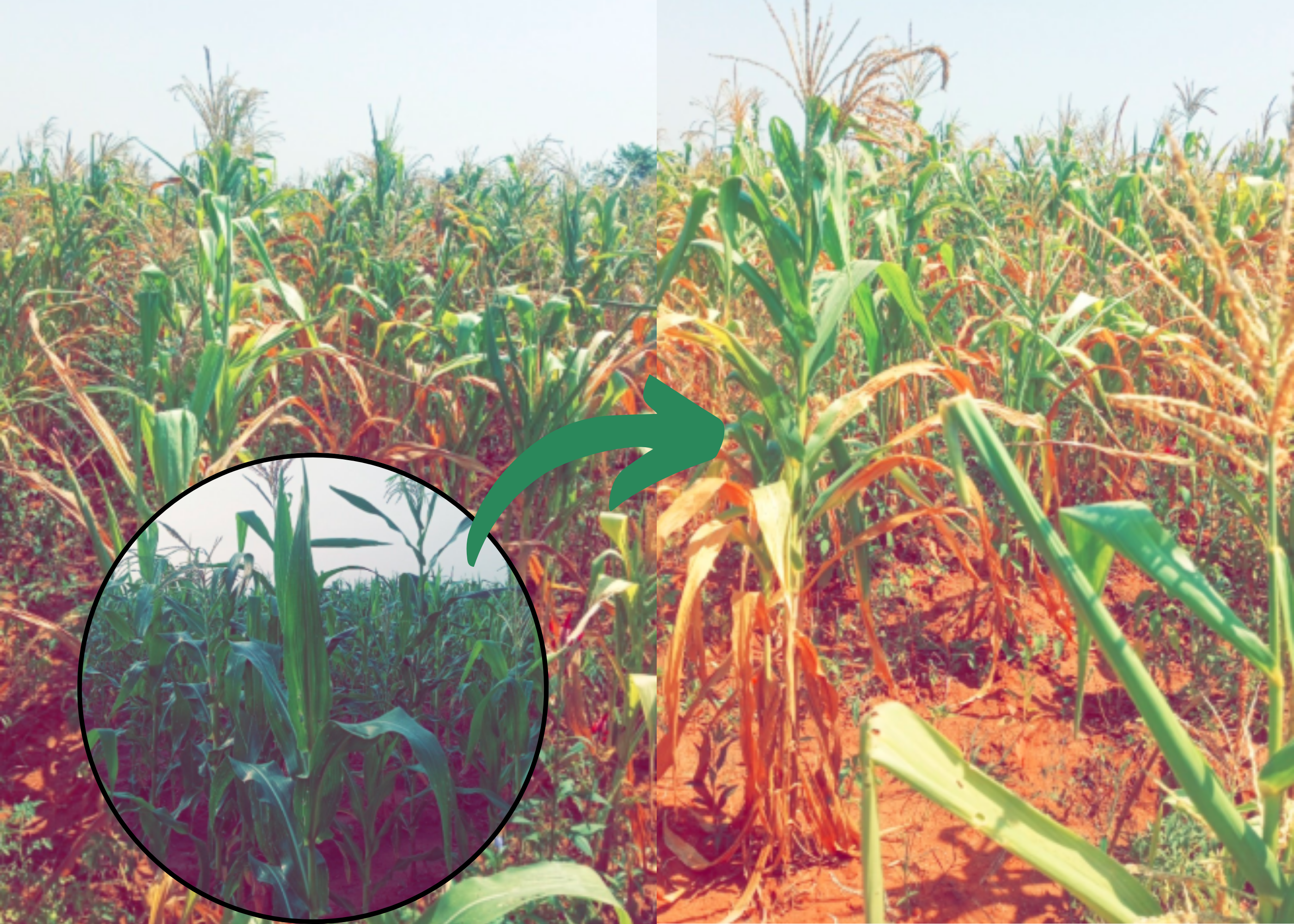 Nigerian Farmer Laments Hectares Of Maize Lost To Drought