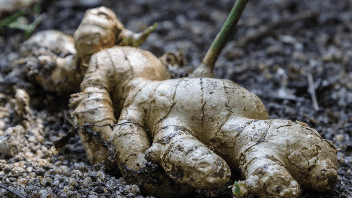 Ginger Farmers In Kaduna Turn To Organic Methods After ₦10B Loss