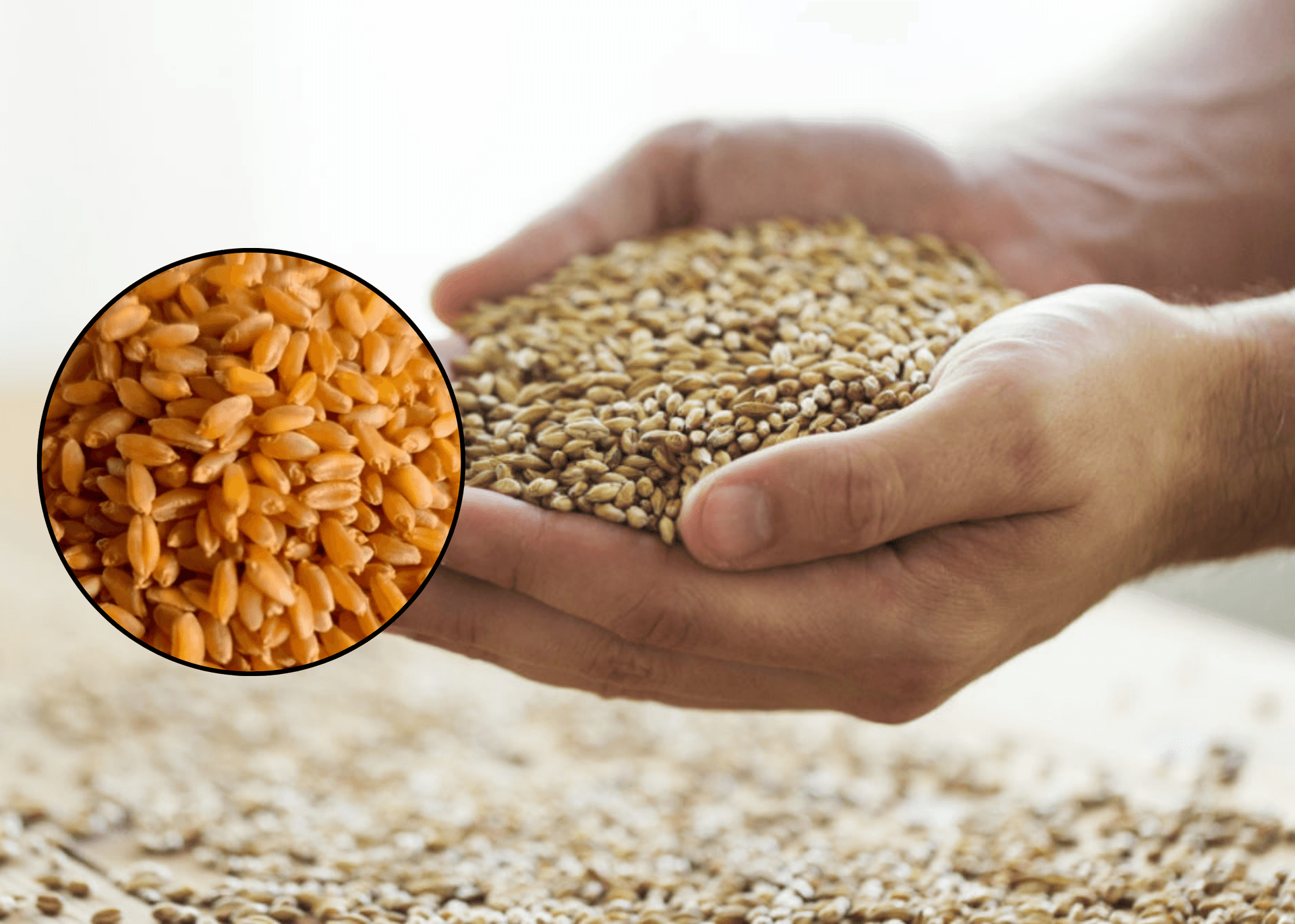 Olam Agri Release Heat-Tolerant 'Crown' Wheat Variety