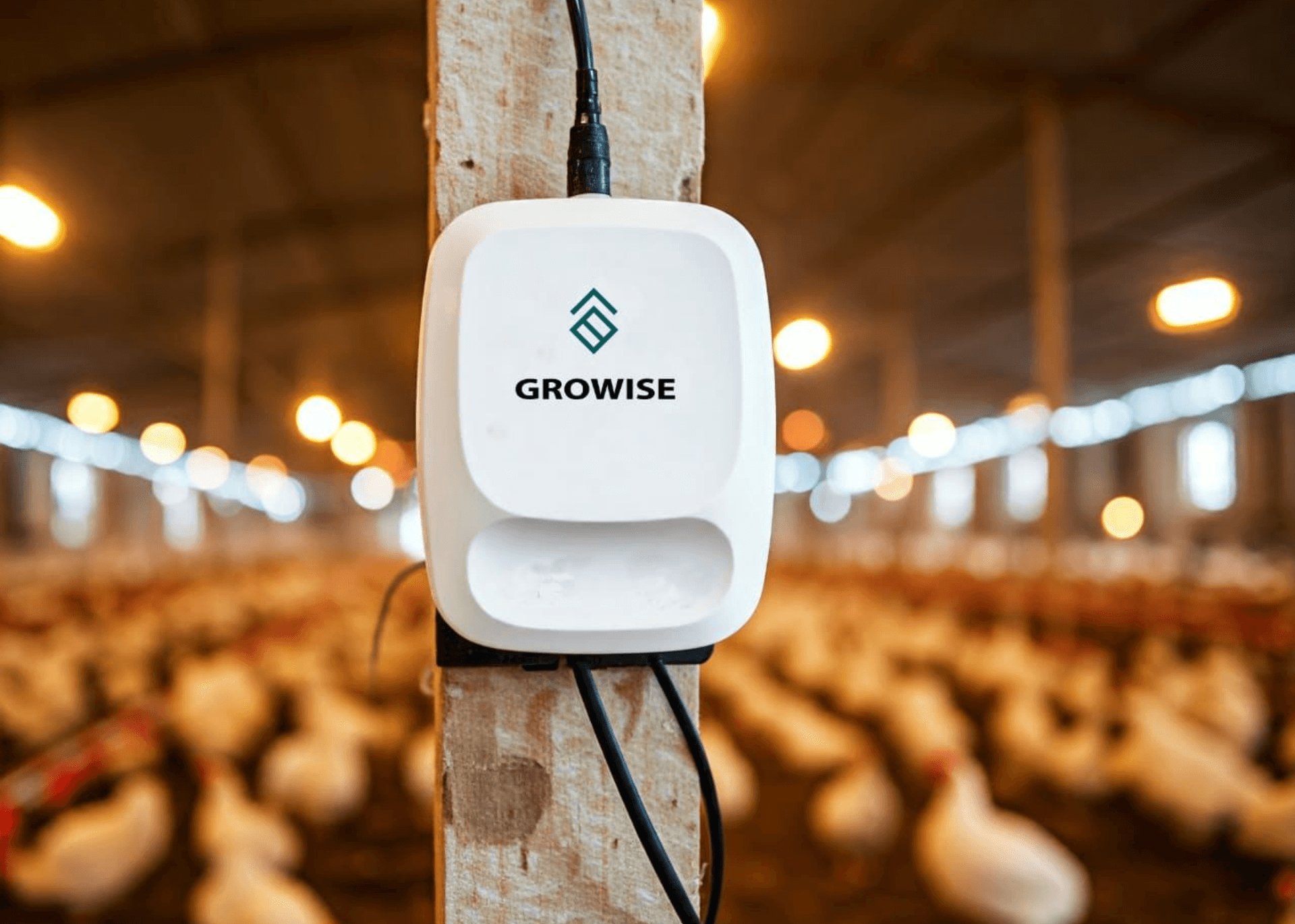 How Growise is optimising poultry farming in Nigeria through environmental monitoring