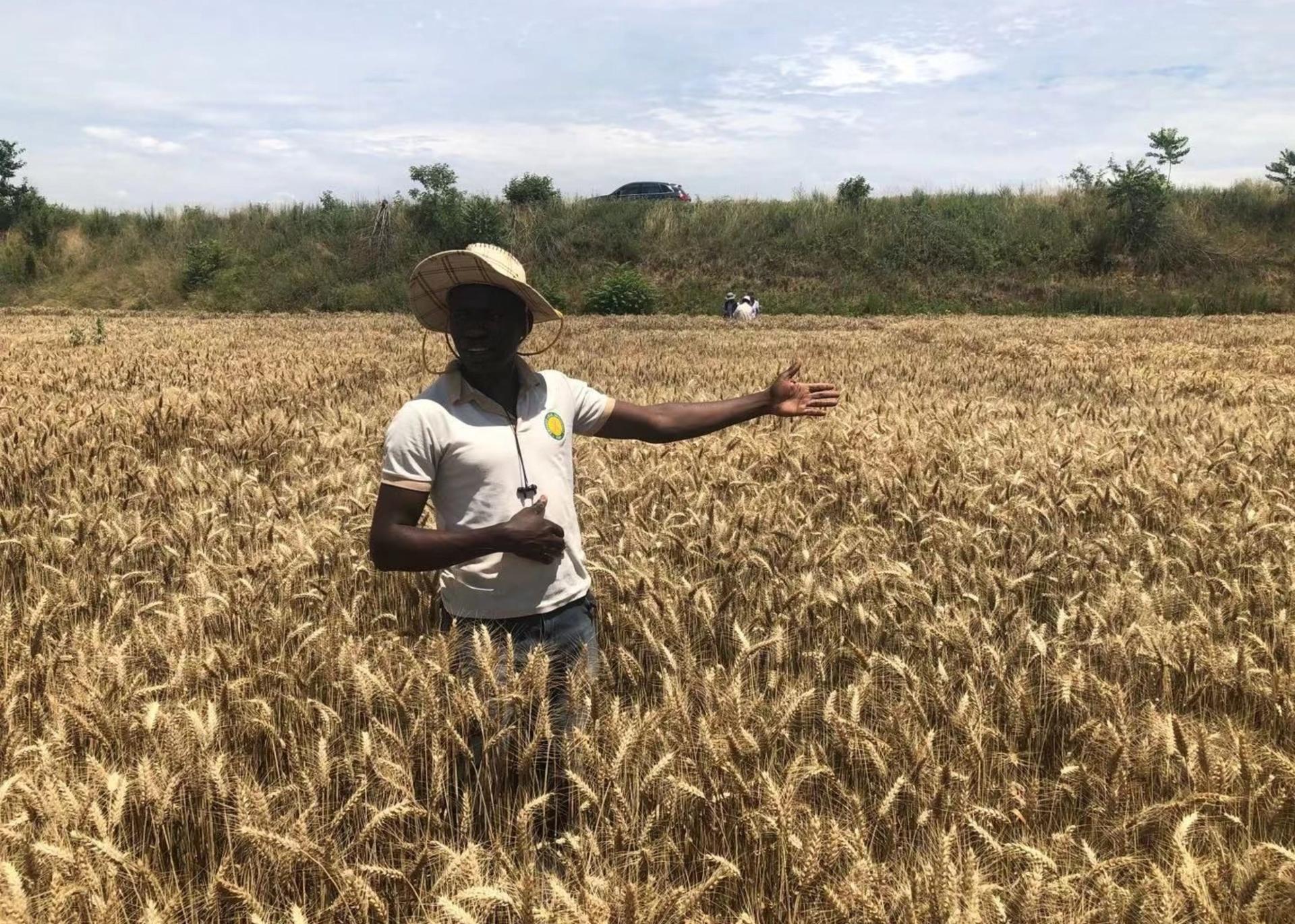 FG Supports 8,000 Wheat Farmers In Gombe With Subsidised Inputs