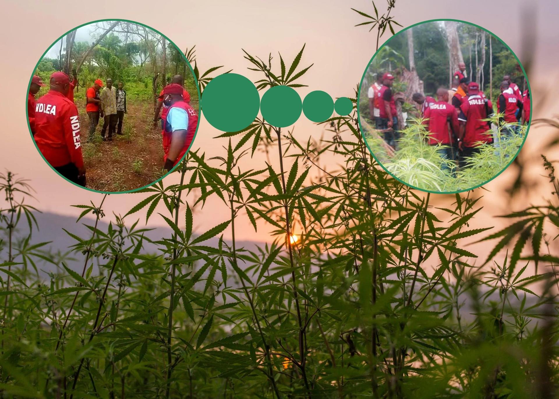 NDLEA Destroys Six-Hectare Indian Hemp Farm In Ogun State