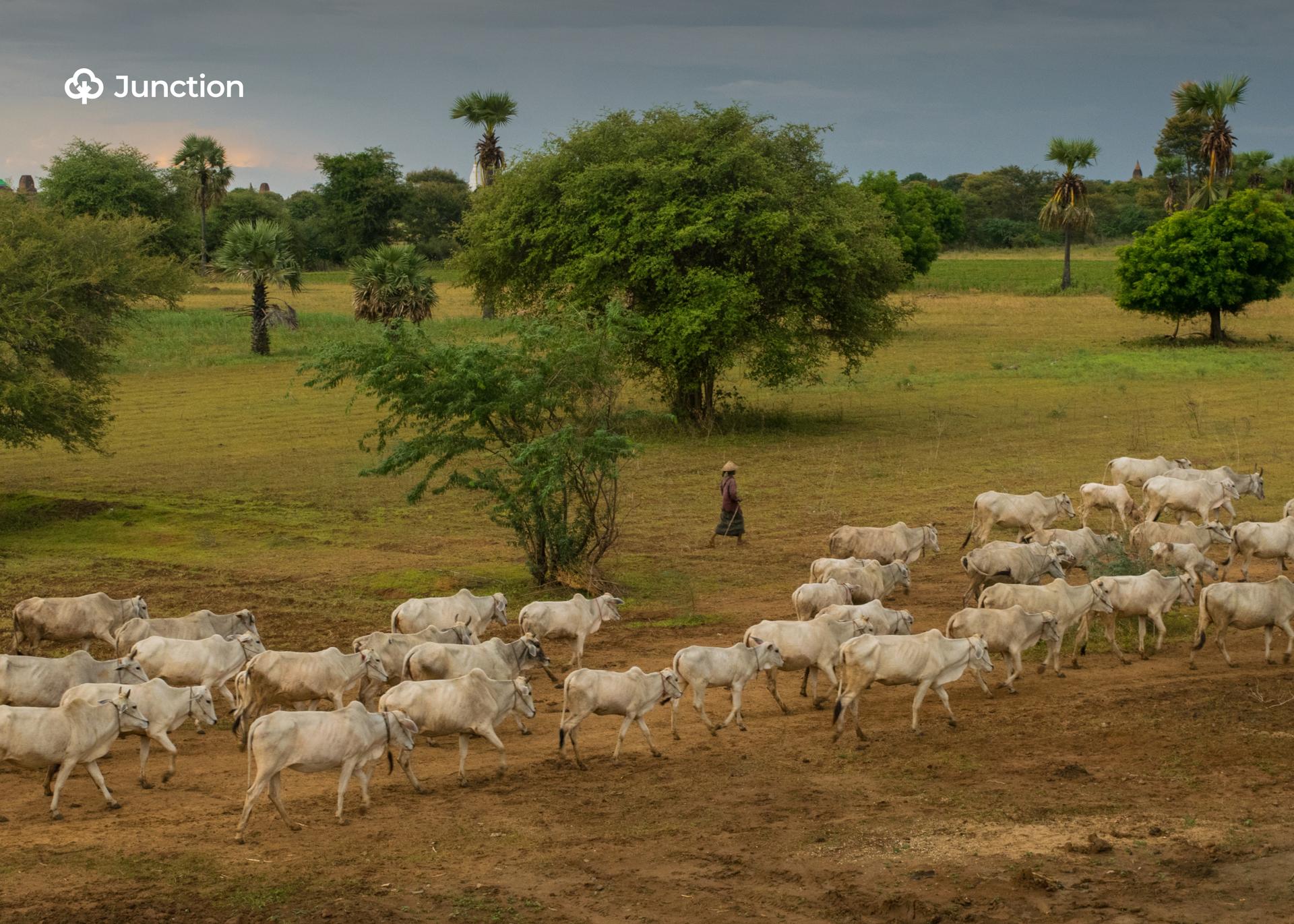 Nation Security Group Backs Call to End Open Grazing in Nigeria, Warns of Food Security Risks