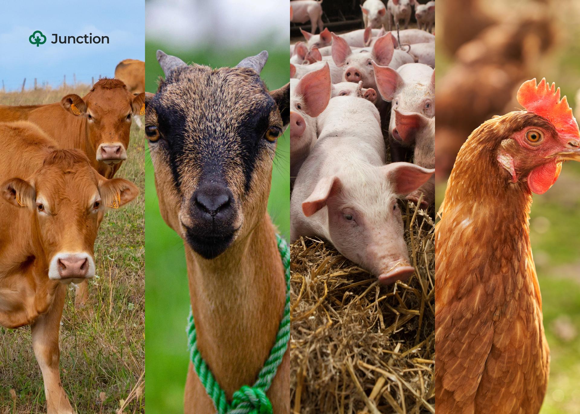 German Firm Introduces Fiber Solution to Boost Weight Gain, Gut Health for Nigerian Livestock