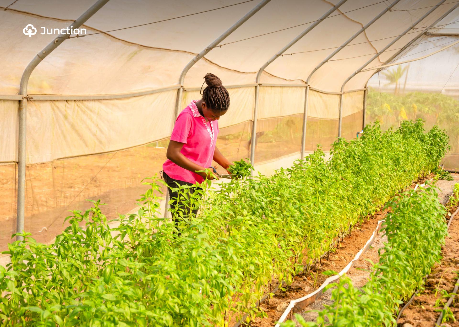 NCFRMI Empowers Female IDPs in Soilless Farming under EYiA Programme