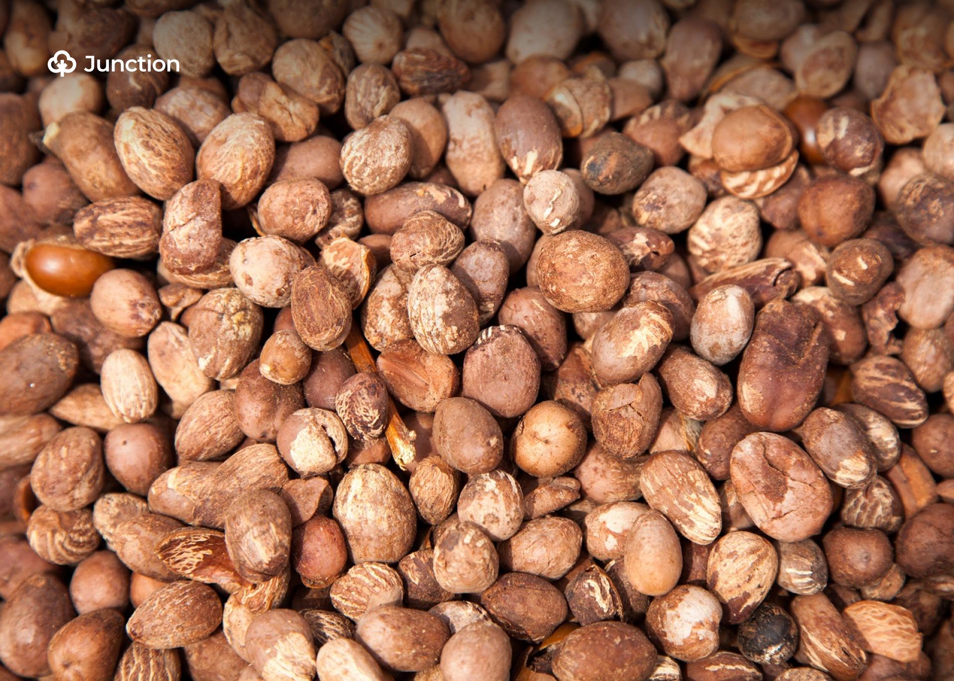 Nigeria’s Shea Nut Market Surges Post-Export Ban
