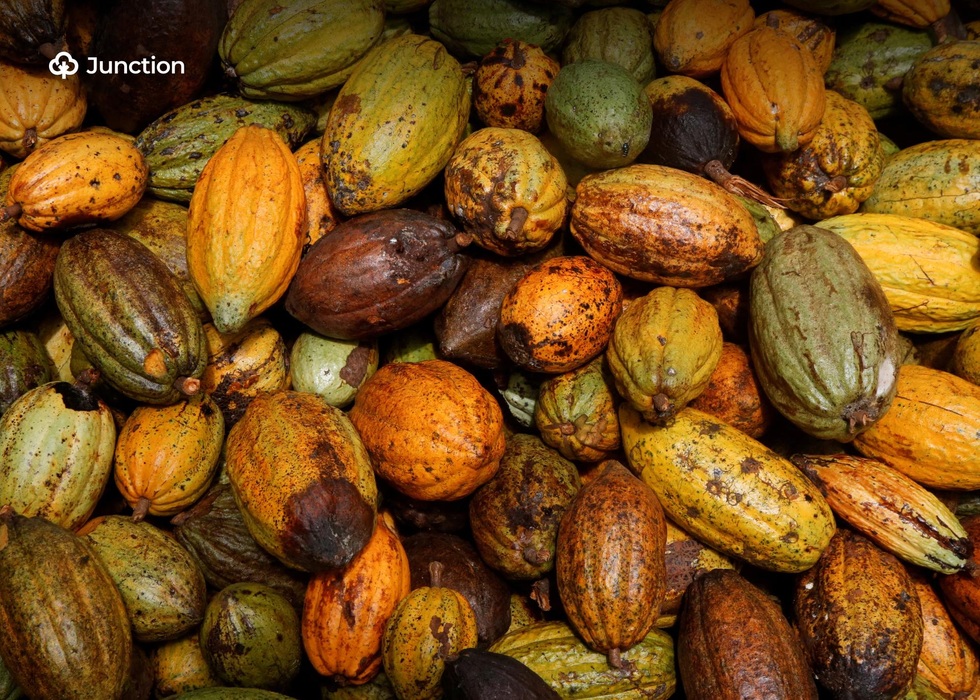 Africa’s Top Cocoa Producer Raises Farmers’ Hopes with Record Price Hike