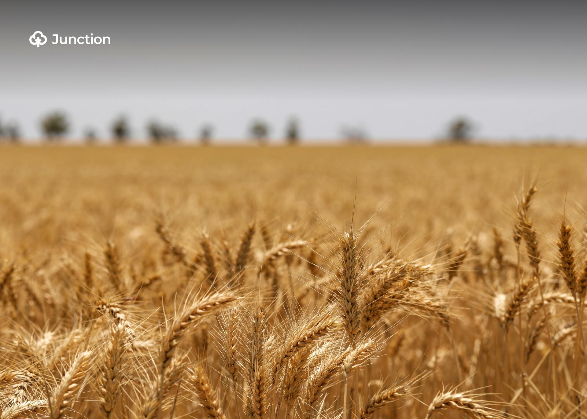 Nigeria’s Agric Ministry Announces Rainfed Wheat Innovation to Cut Imports