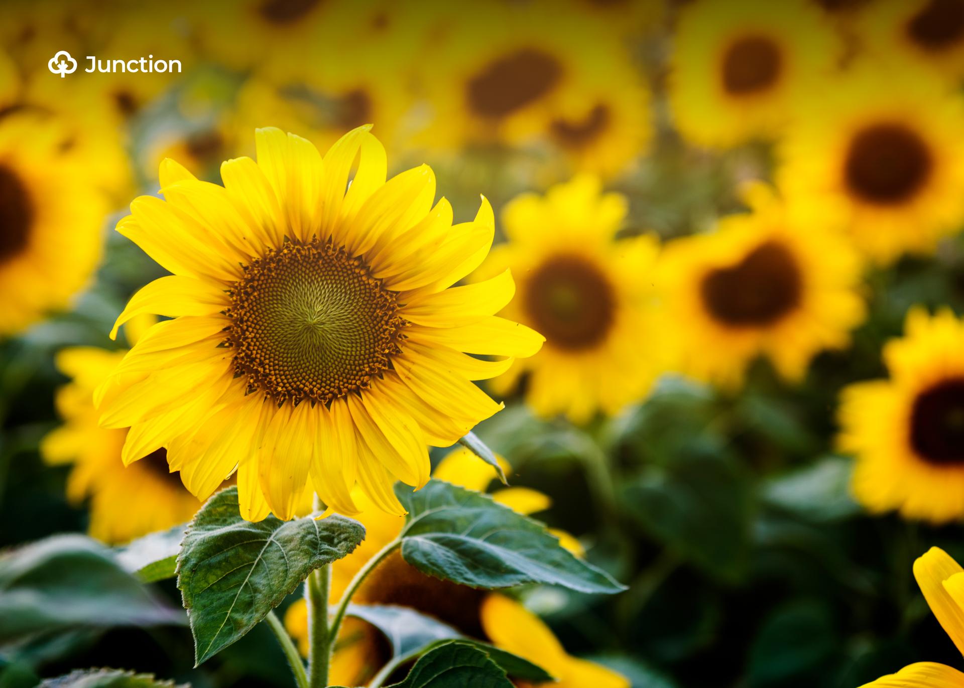 Nigeria's Sunflower Association, Green Wall Agency Promote Cultivation