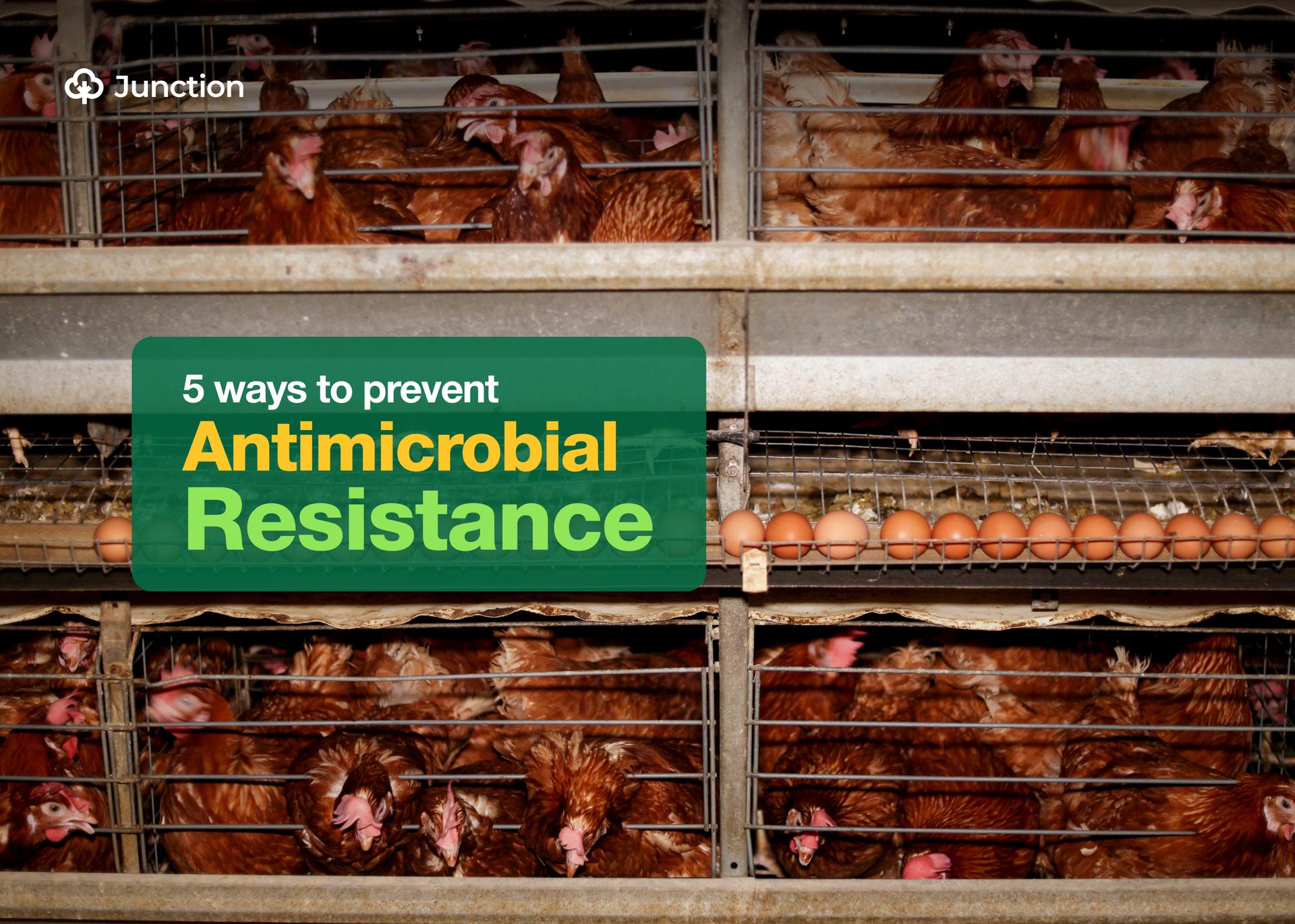 Five Ways Poultry Farmers Can Prevent Antimicrobial Resistance