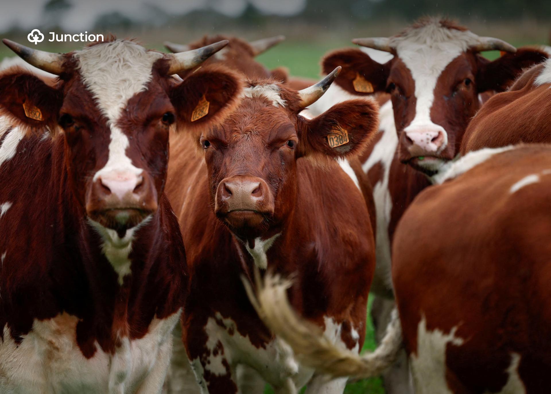 Unilorin Scientists Develop Local Alternative to Livestock Antibiotics