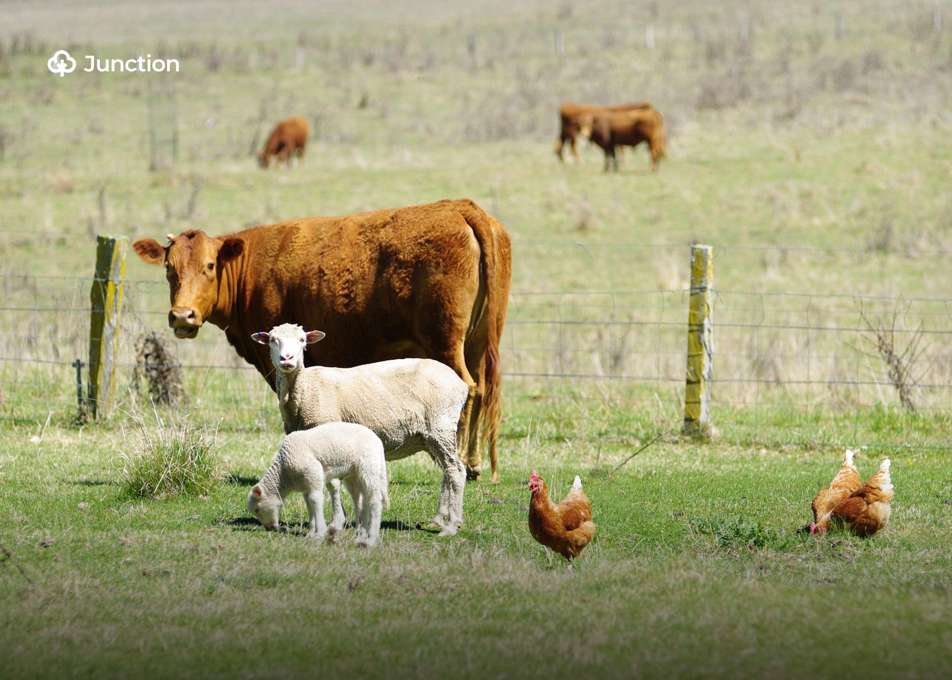 FG, Partners Establish Unified Livestock Investment Group