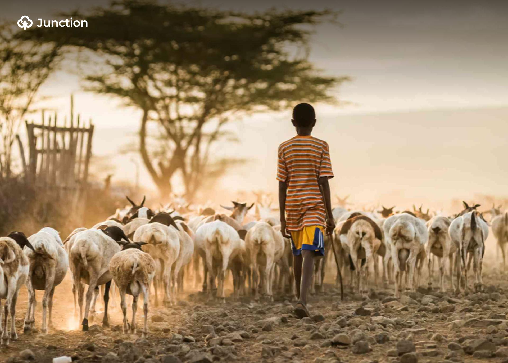 Kidnappings, Robberies Threaten Livestock Farmers in Kwara State