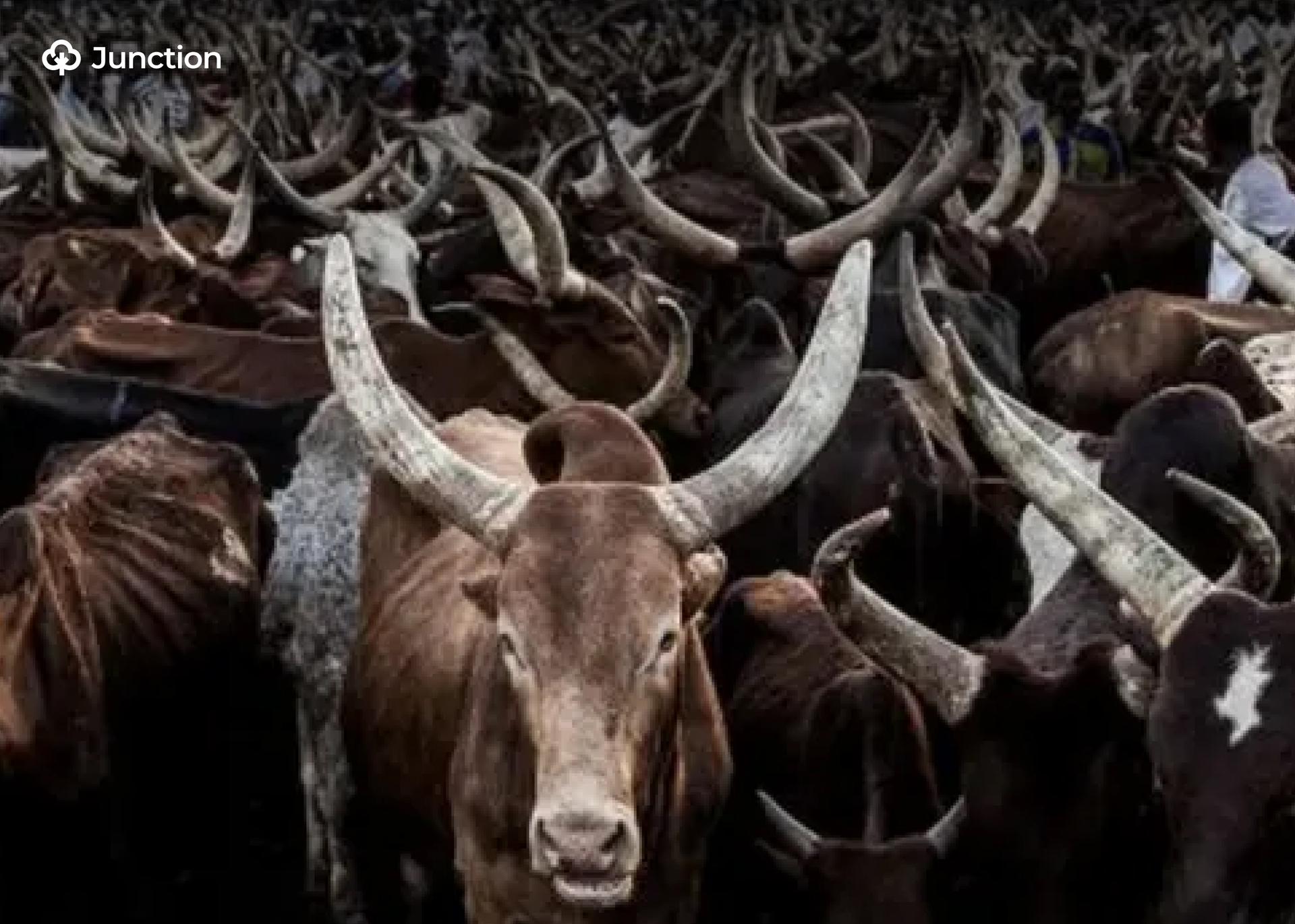 'Repentant Bandits' Terrorise Communities, Steal 97 Cattle In A Week