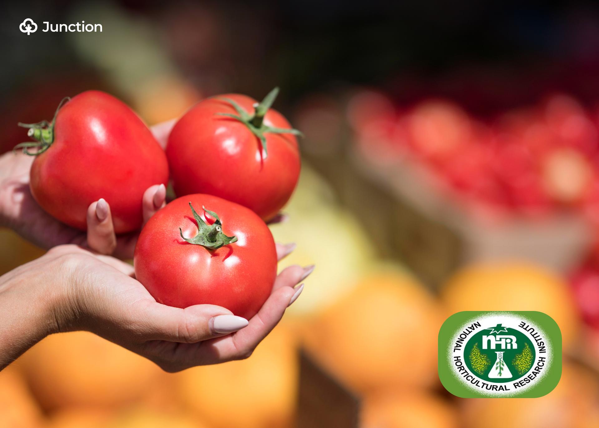 NIHORT Trains 104 Farmers in New Tomato Variety Production, Processing