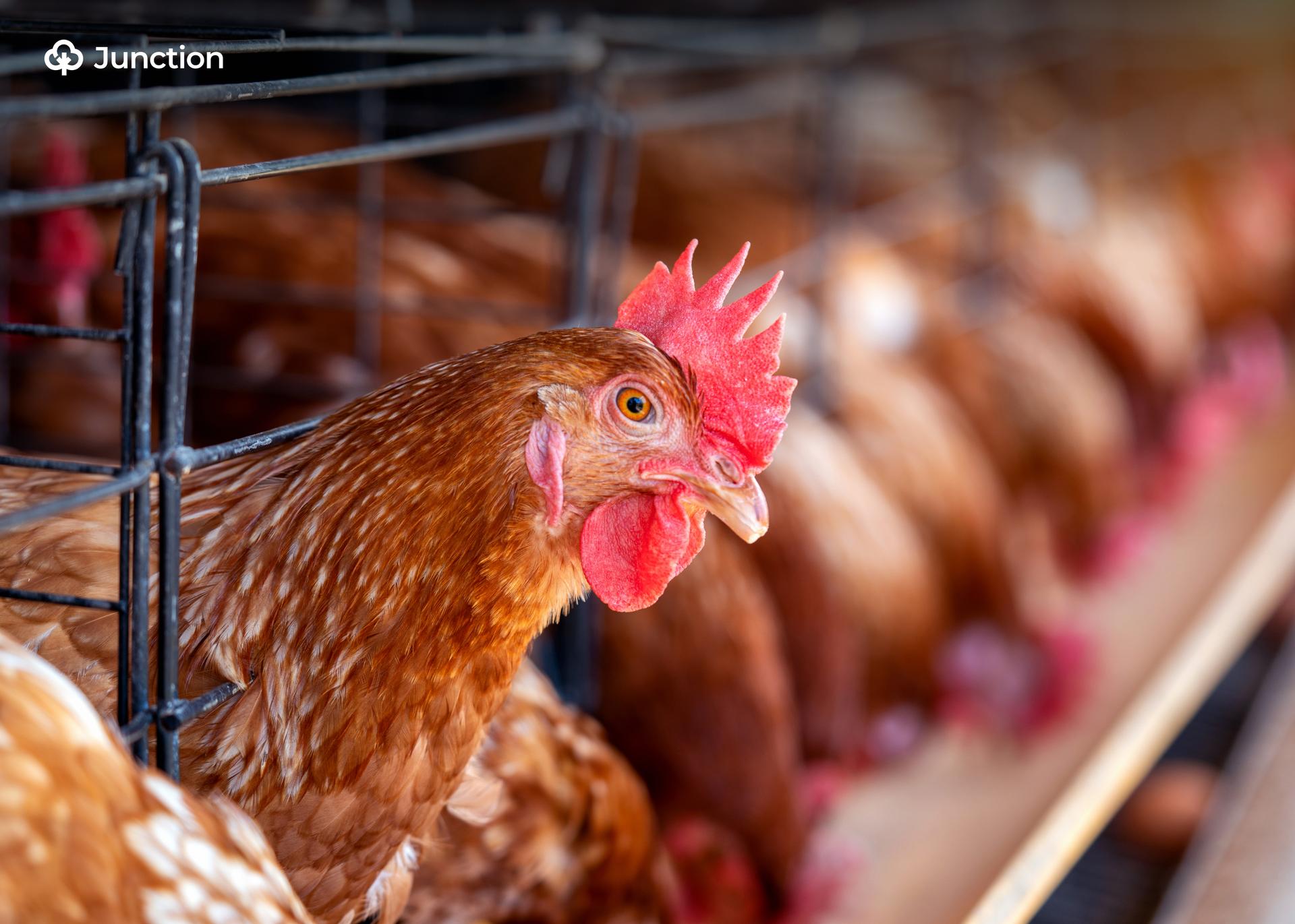 Lagos Poultry Farmers Promise Price Drop Ahead of Xmas, New Year