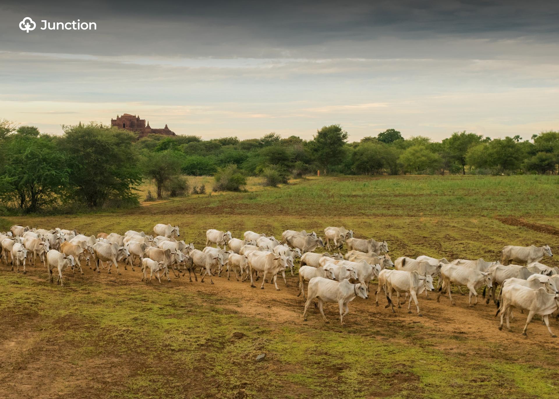 Open Cattle Grazing Abolished To Prevent Further Crisis In Nigeria – Minister