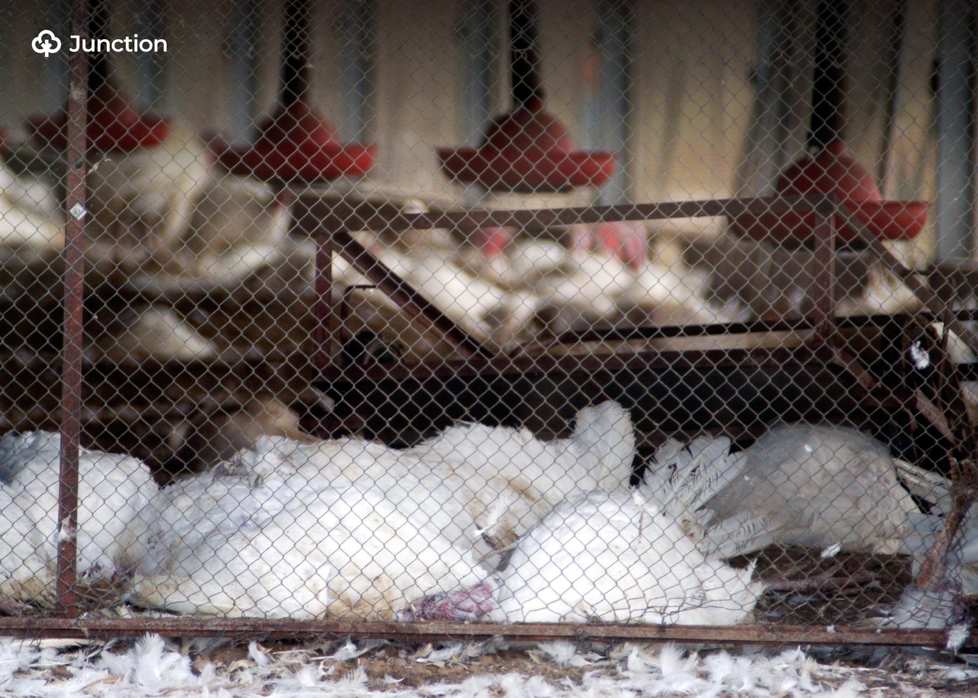 Avian Flu Outbreak in Nigeria, South Africa Threatens Christmas Supply