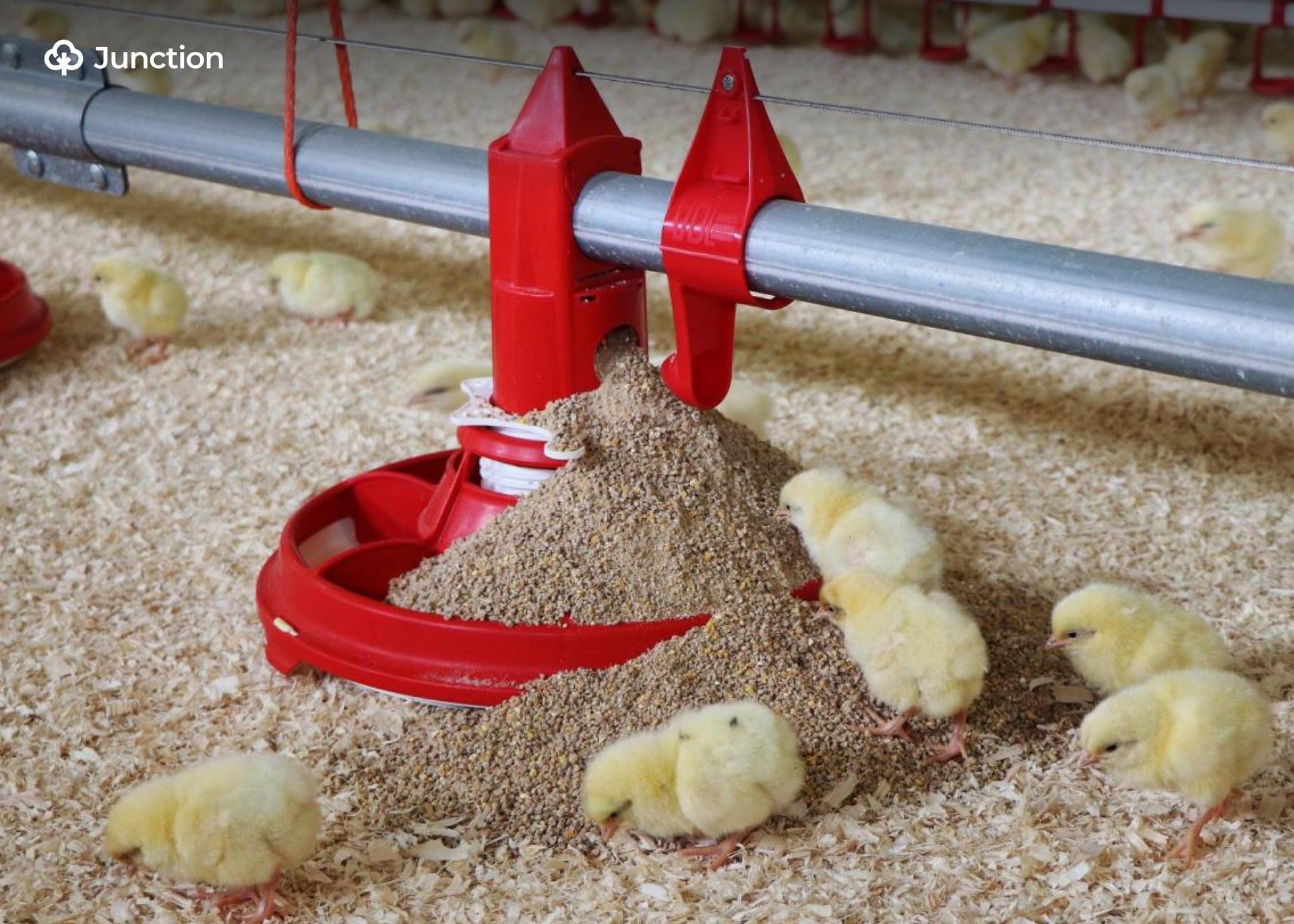 TAO Kickstarts 1,000-Broiler Production Pilot Project at Aquatech