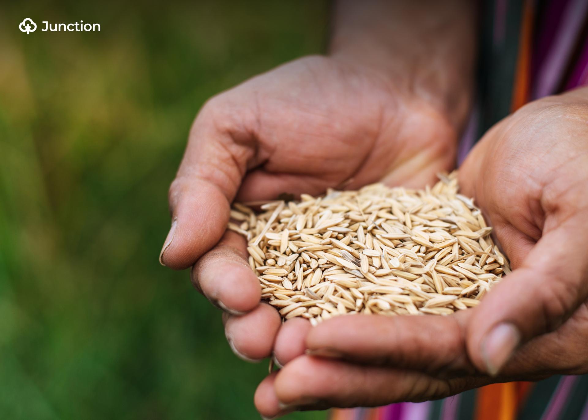 RICOWAS Trains 10,000 Farmers in Climate-Resilient Rice Production