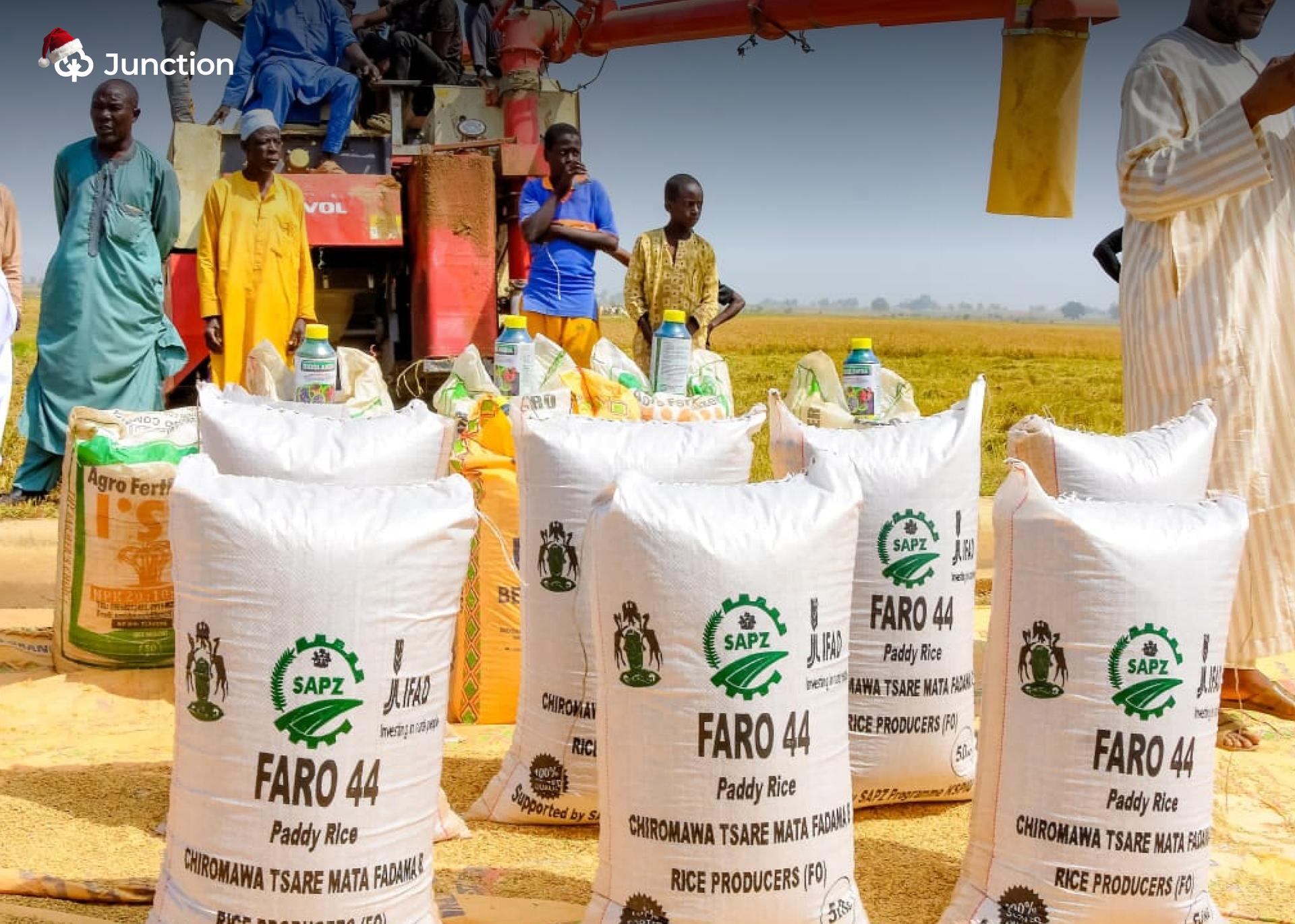 SAPZ Hosts Rice Brown Field Day, Distributes Inputs to 9,000 Farmers in Kano