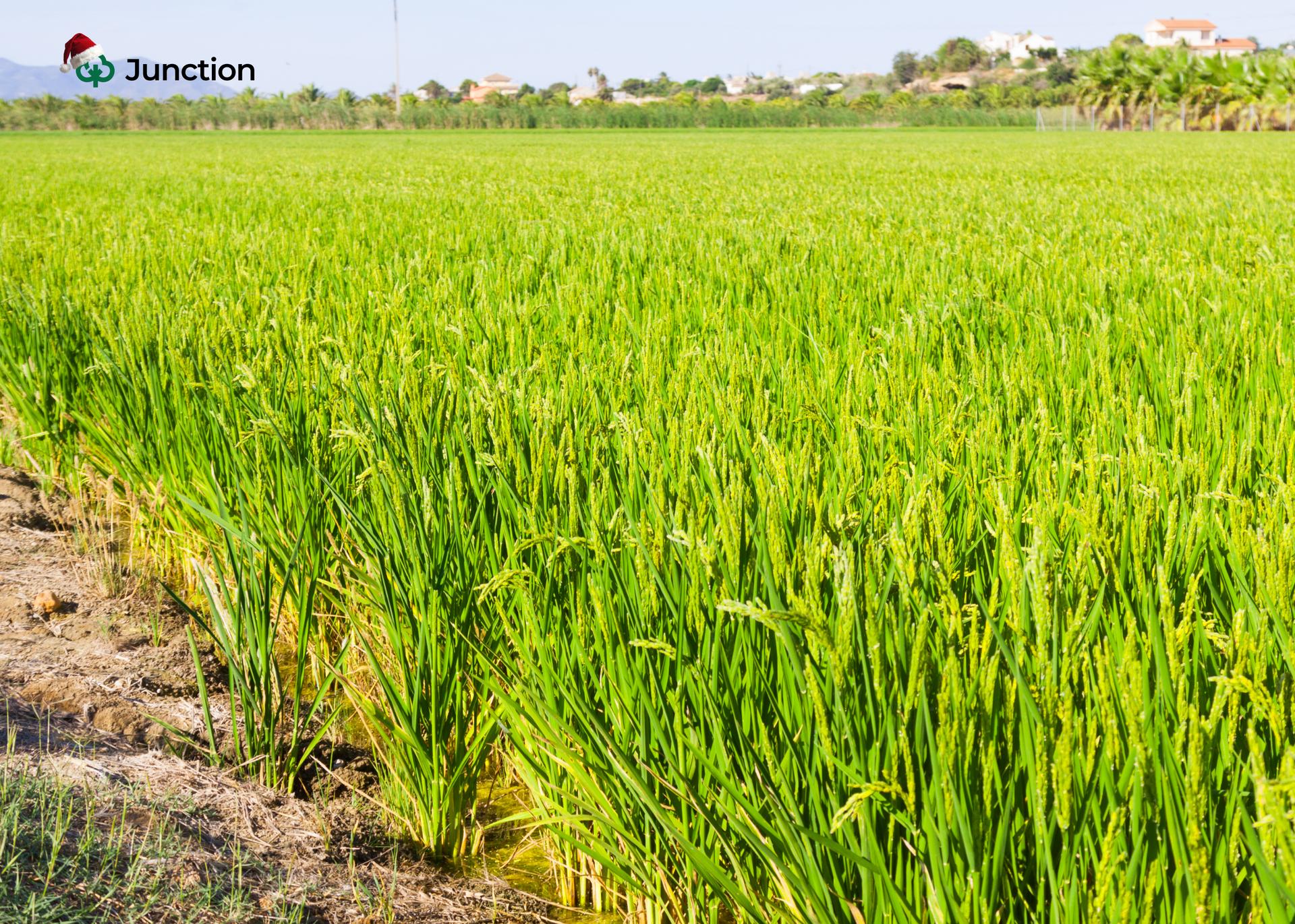 Rice Farmers Forecast Further Price Drop as Lagos Govt Pegs Bag at ₦57,000