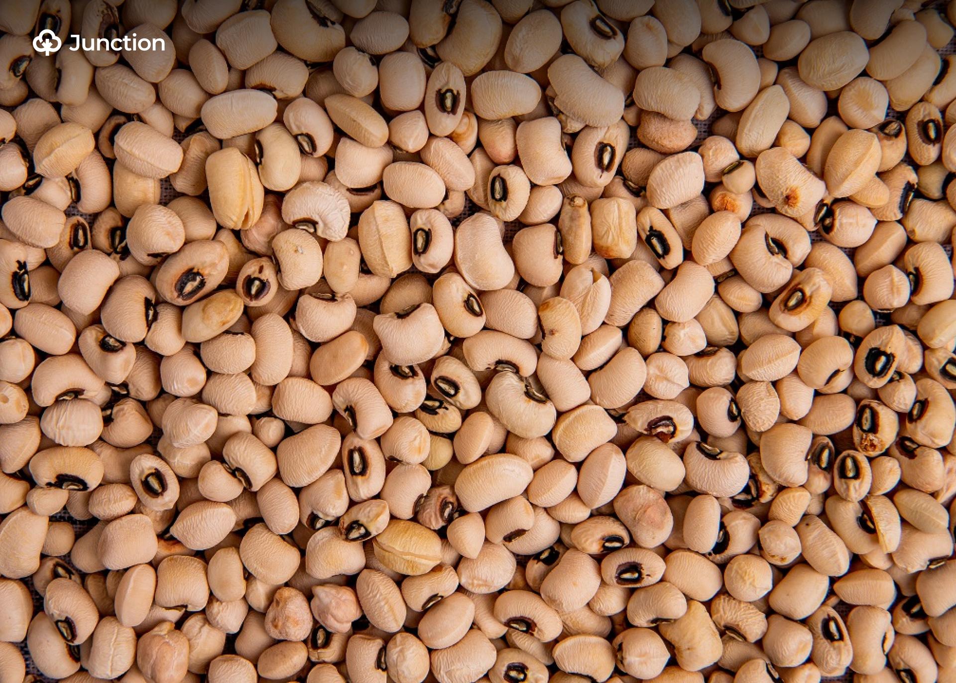 Nigeria Beans Farmers Resolve to End 10-Year EU Export Ban Using Organic Farming