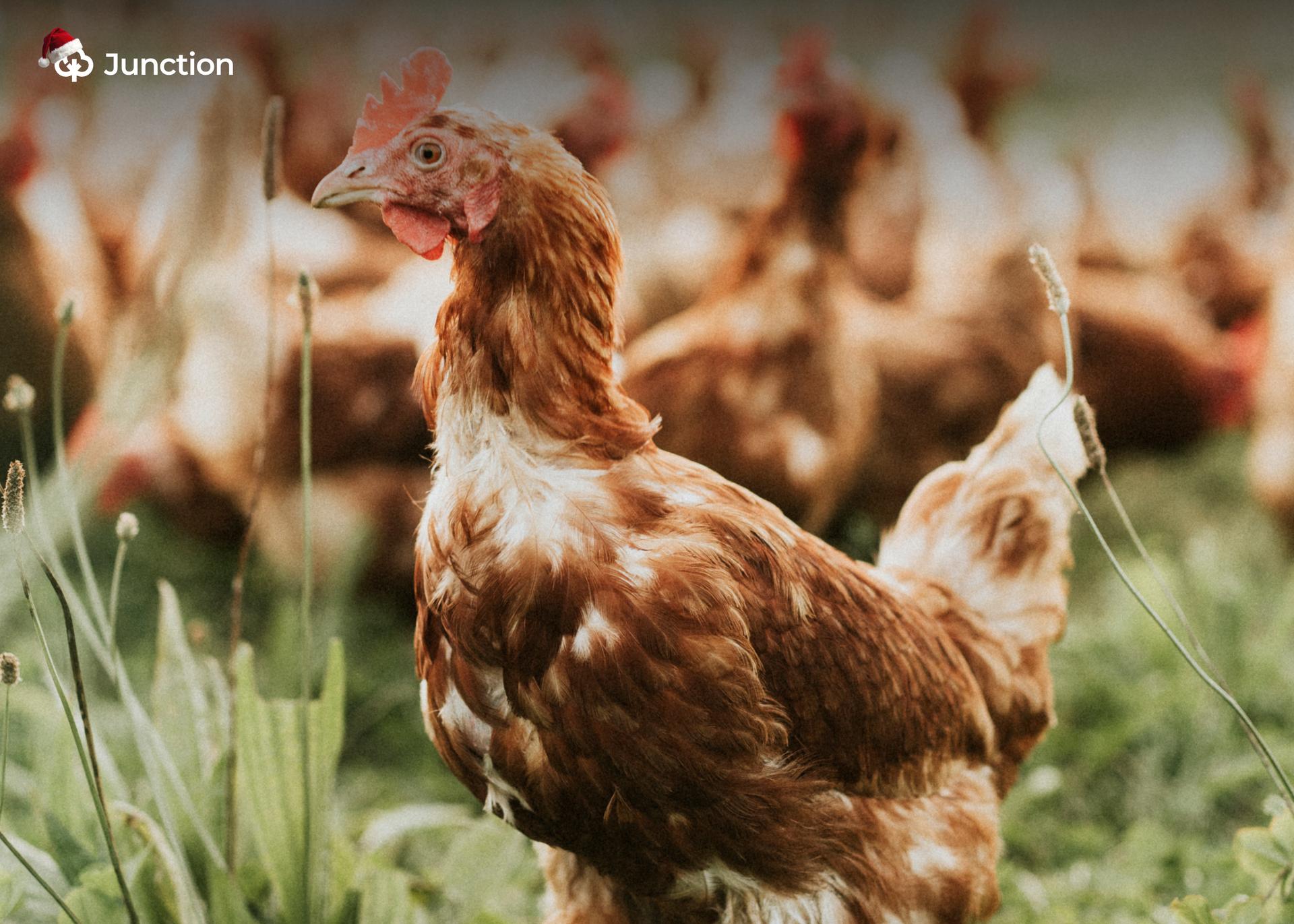 LAPO Calls for Increased Investment in Sustainable Poultry Farming