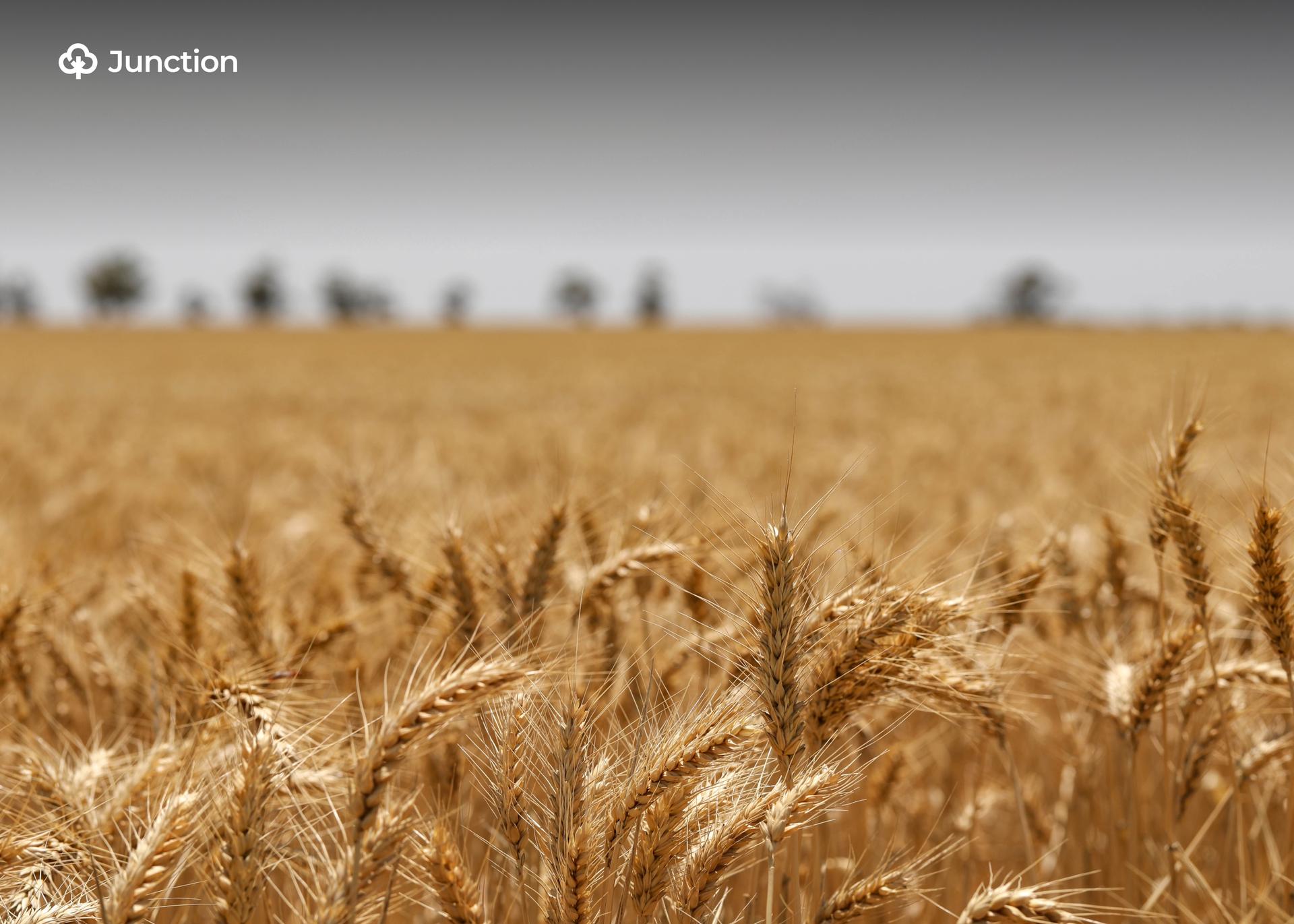 Jigawa Wheat Farmers Abandon Farms as Market Prices Crash