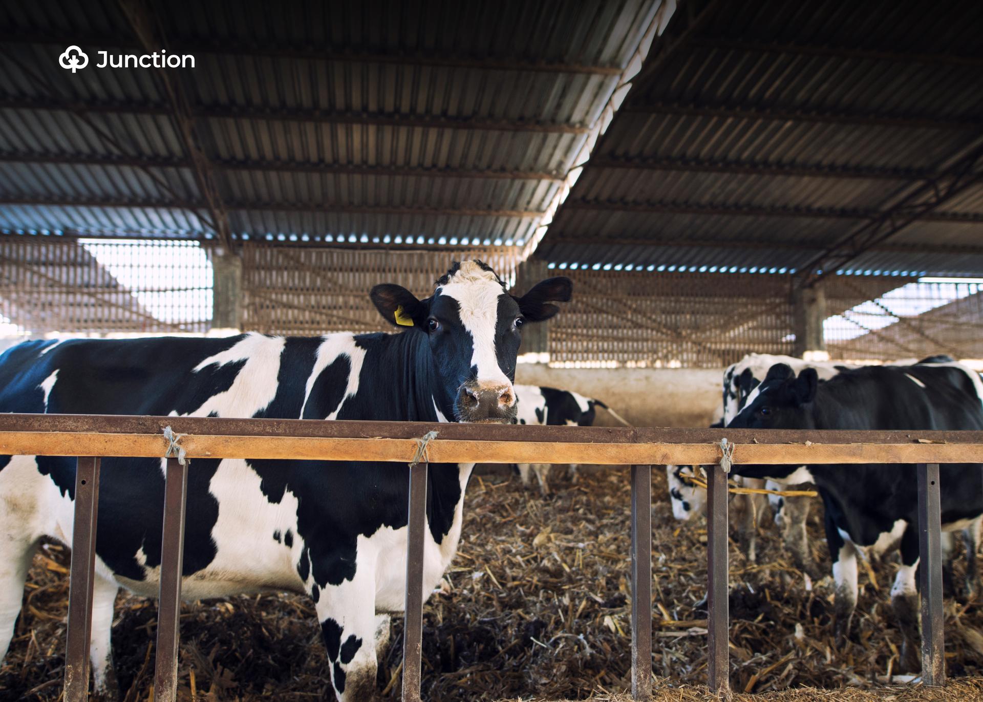 Nigerian Dairy Firm Raises Milk Output Through Embryo Transfer Technology