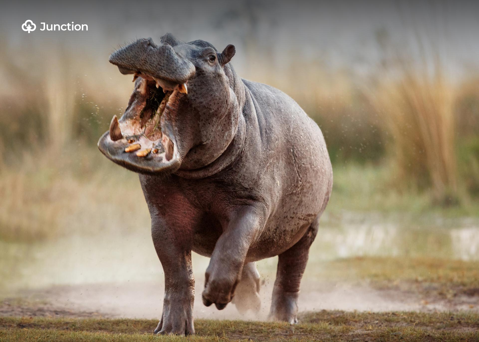Gombe Farmers Cry Out Over Growing Hippo Attacks