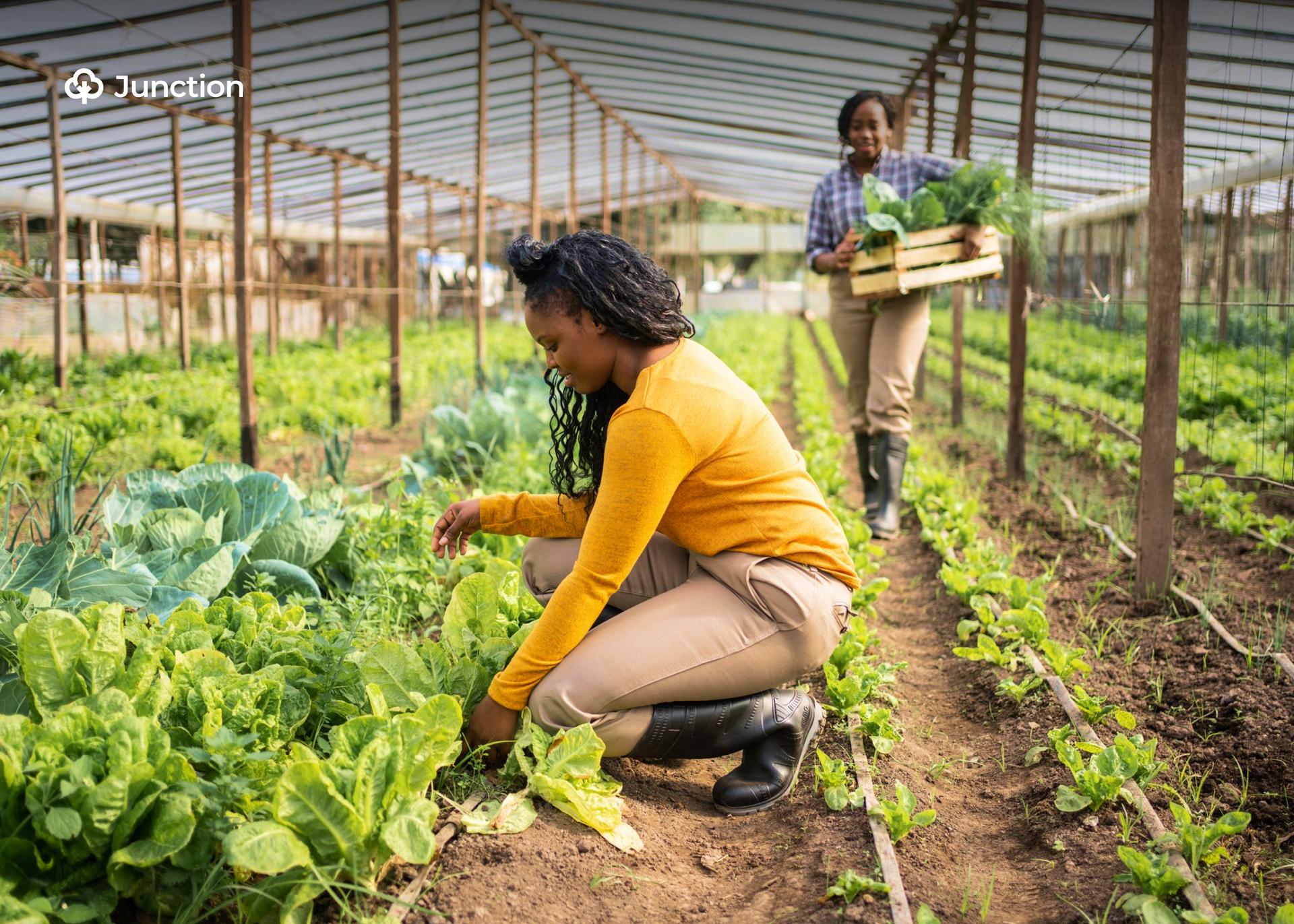 Nigeria Targets Inflation, Imports With ‘Back to the Farm’ Initiative