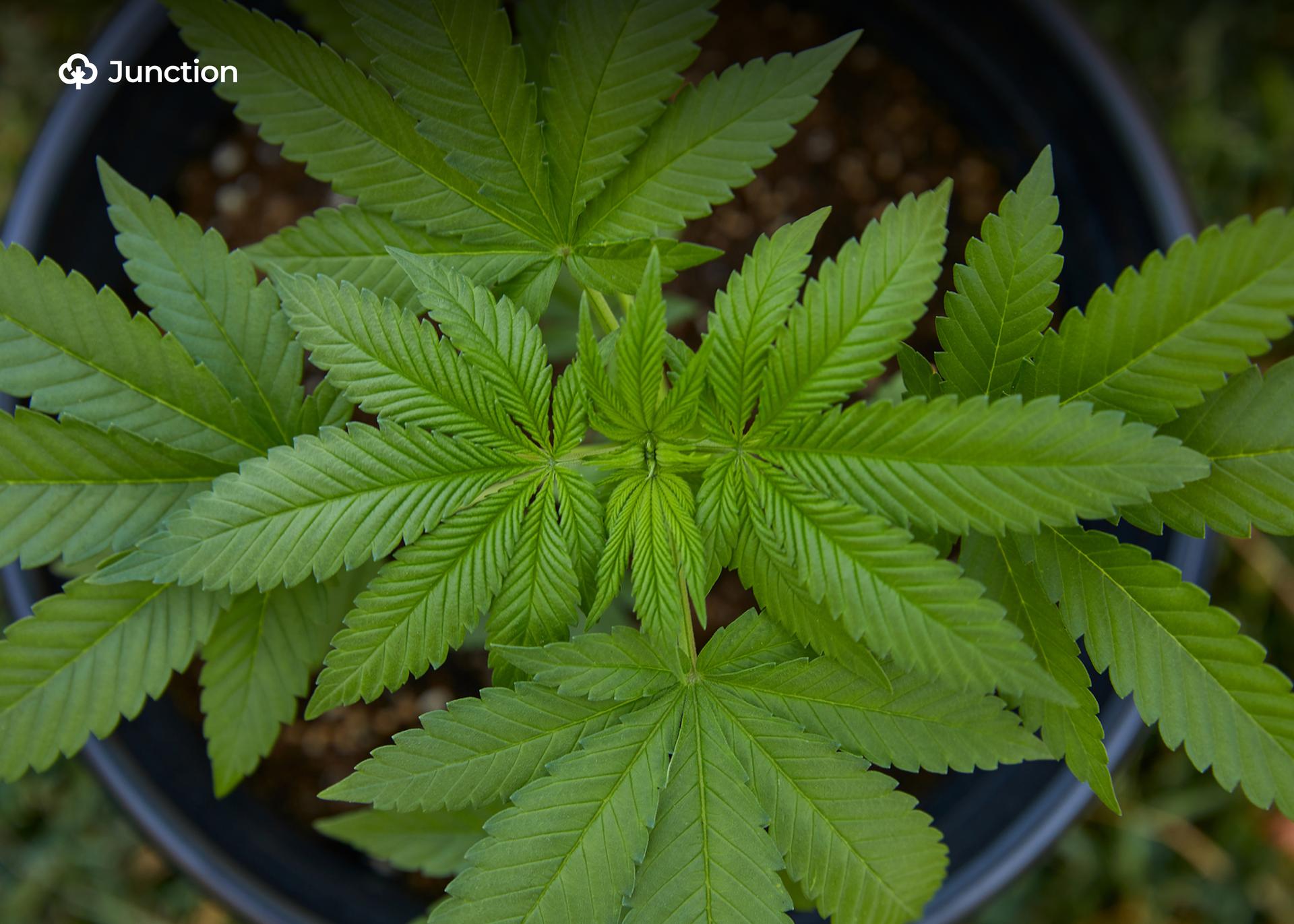 NDLEA Moves to Transition Cannabis Growers into Legal Farming