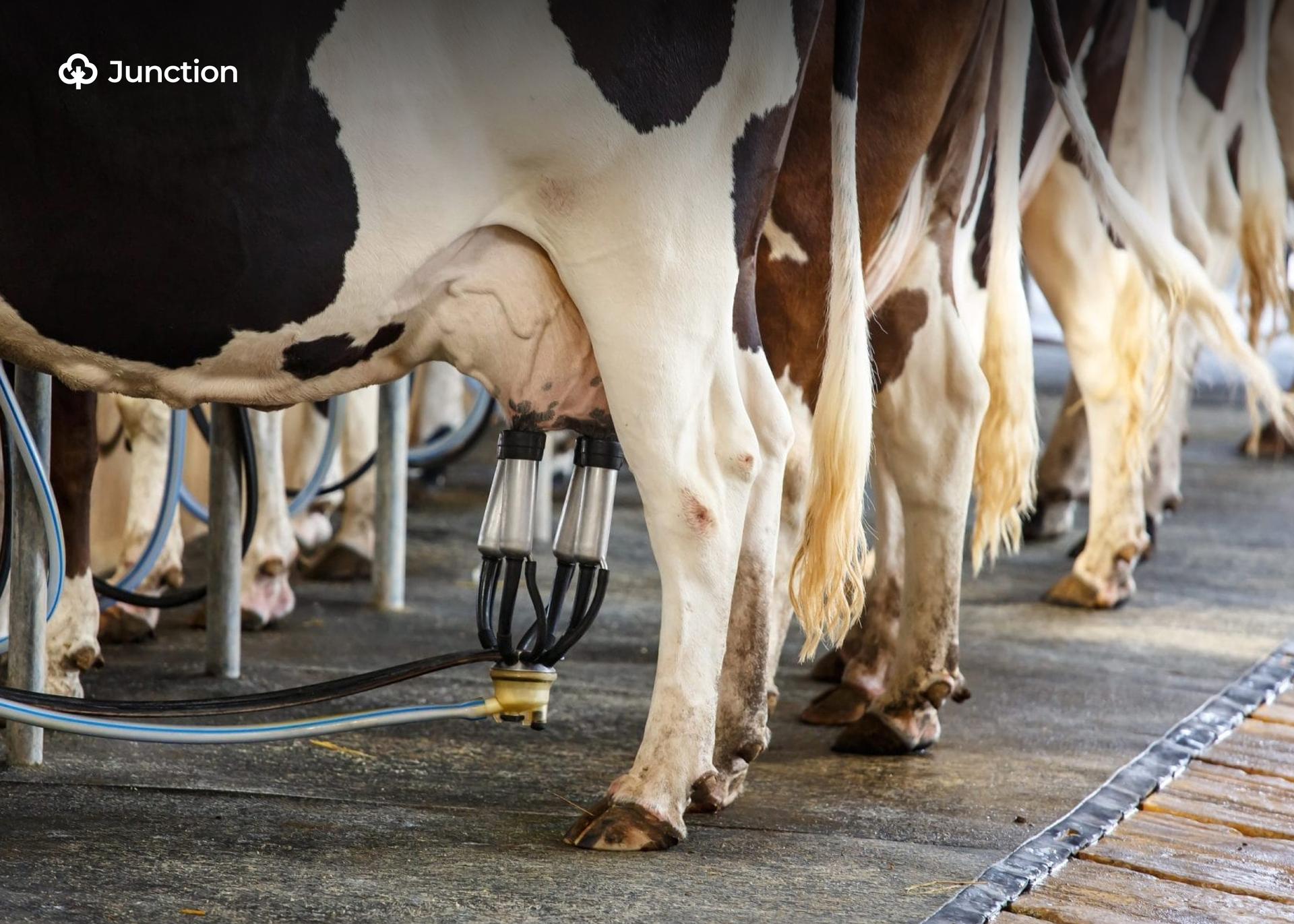 Promasidor Invests in Ikun Dairy Farm to Boost Local Production