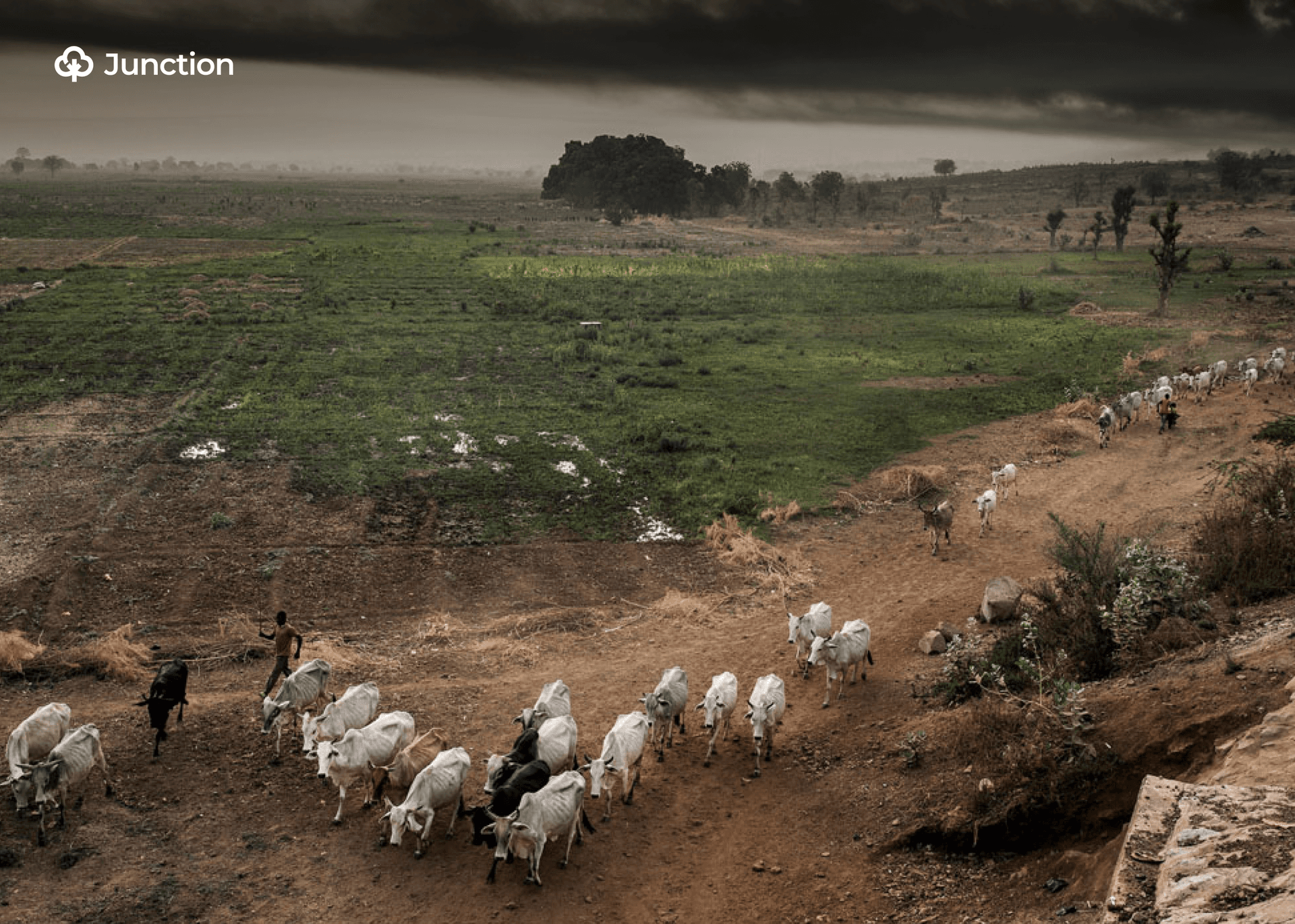 Yobe State Unveils RUGA Settlement to Ease Farmer-Herder Conflicts