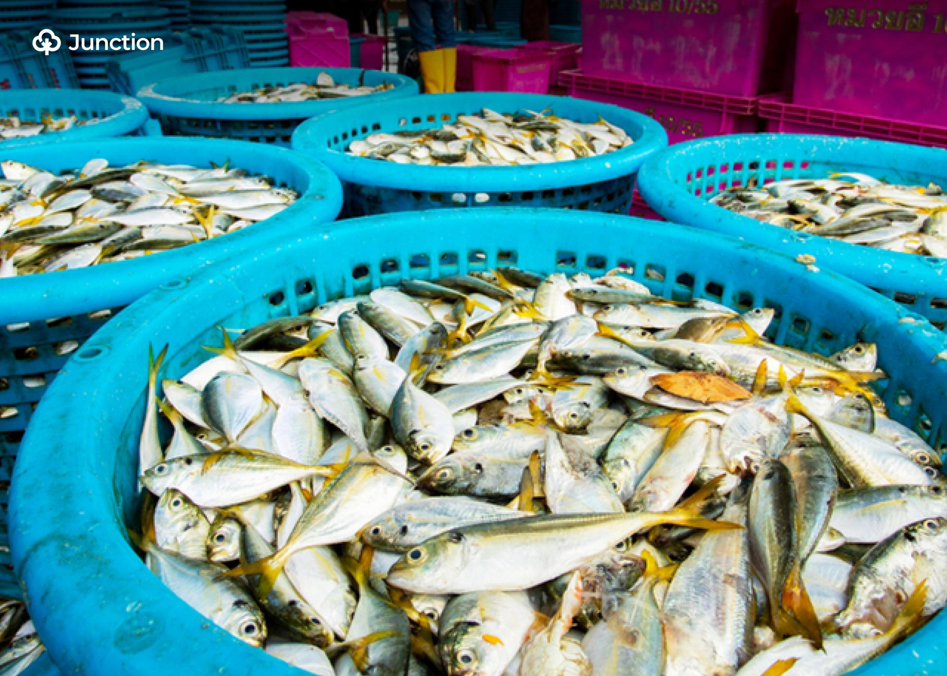 How Africa Can Unlock $17bn, Create 3 Million Jobs in Fish Sector —WEF