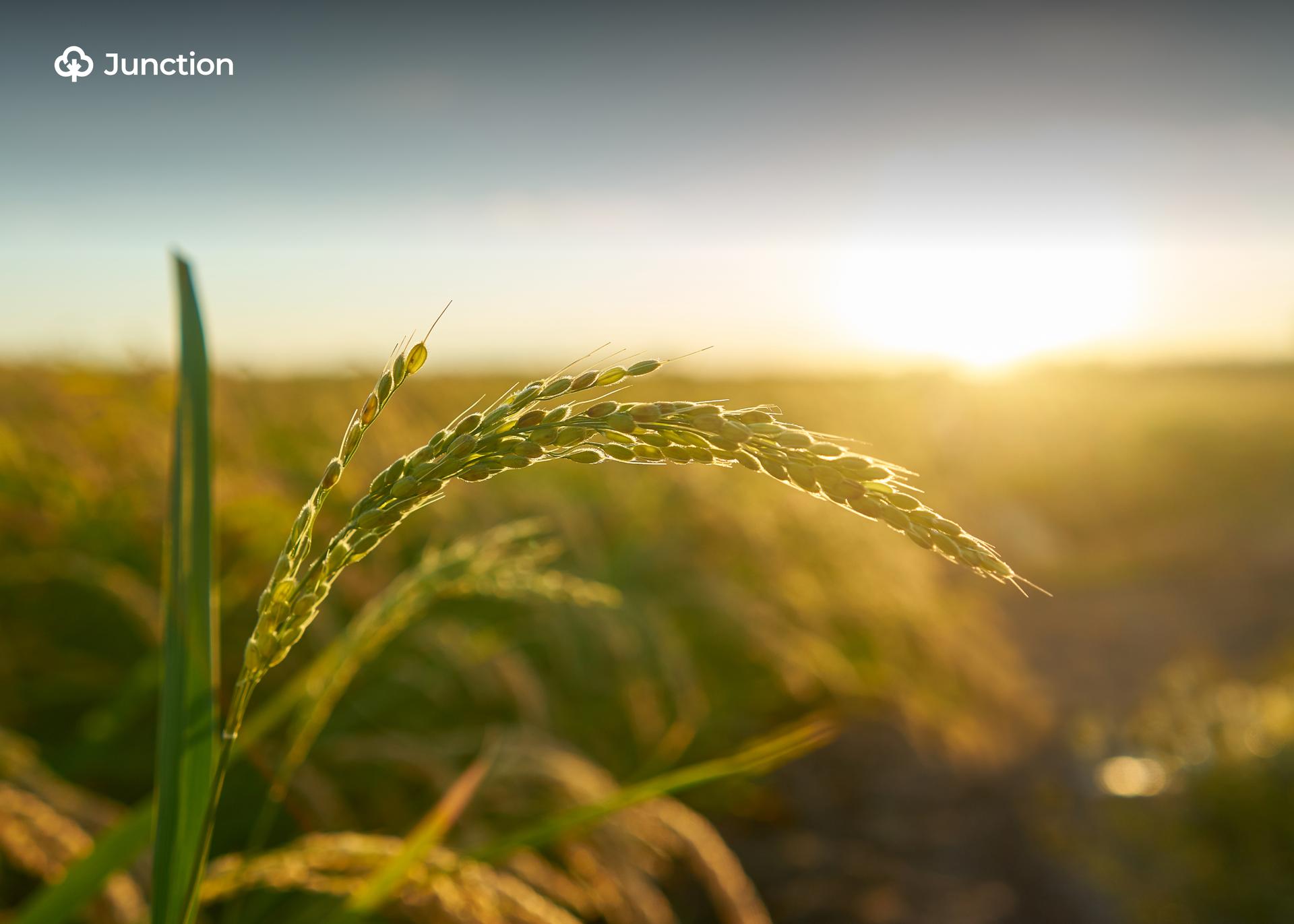 Foreign Investments in Nigeria’s Agriculture Remain Low