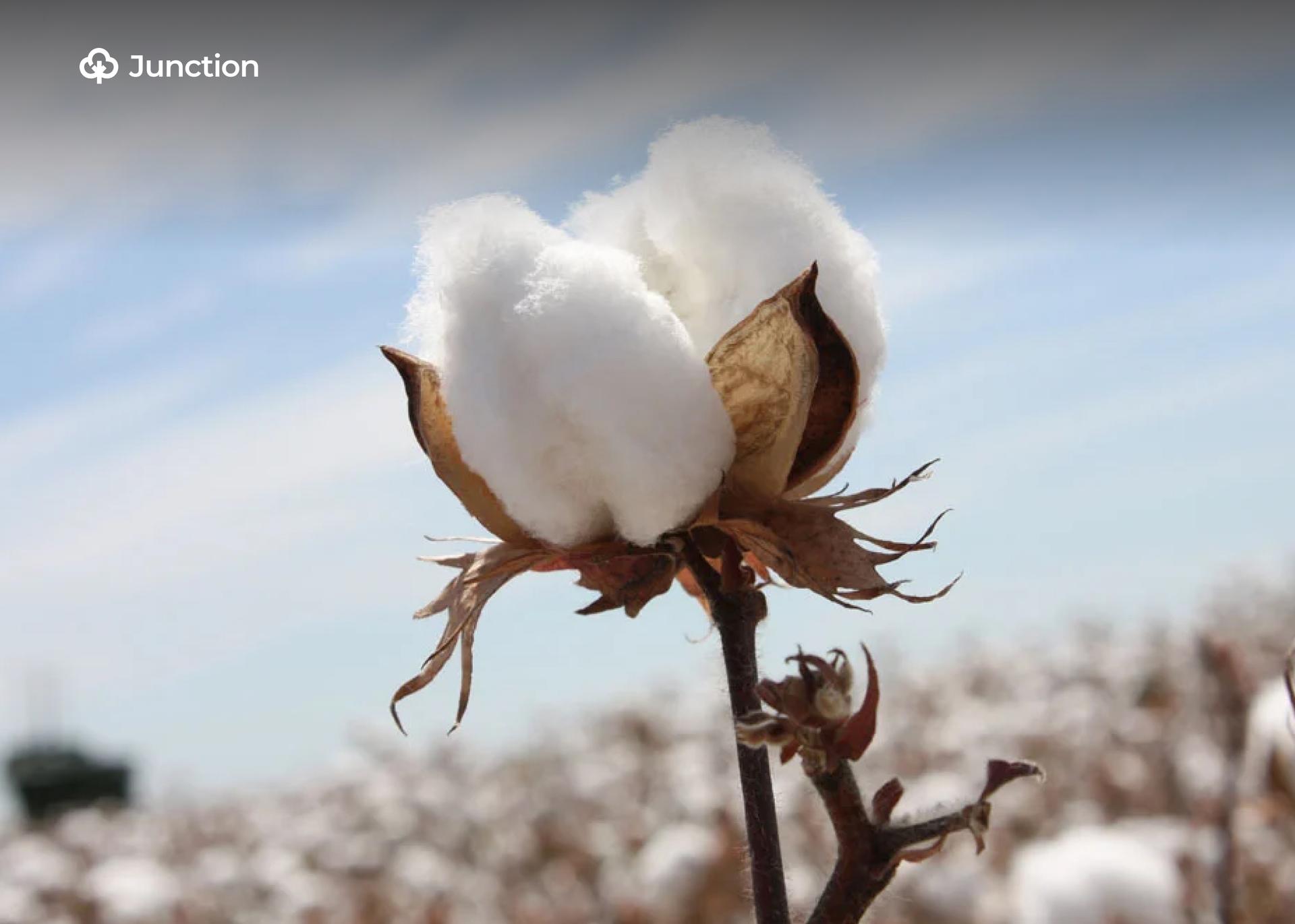 Nigeria Imports $4bn Cotton Annually – Arewa Cotton CEO