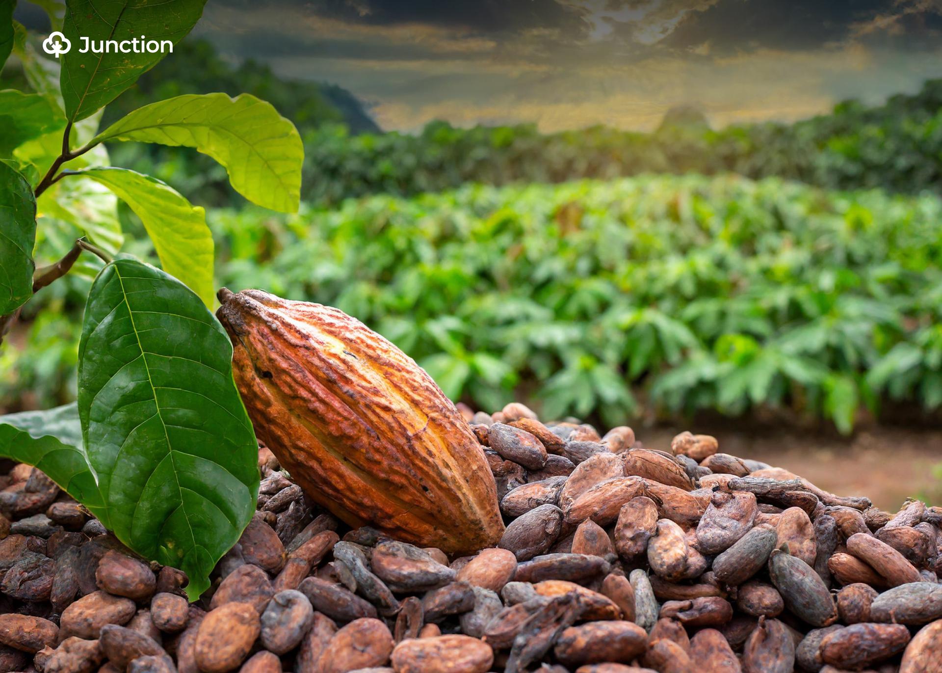 Global Cocoa Price Slump Leaves Ivorian Farmers Stranded, Raises Questions for Nigeria