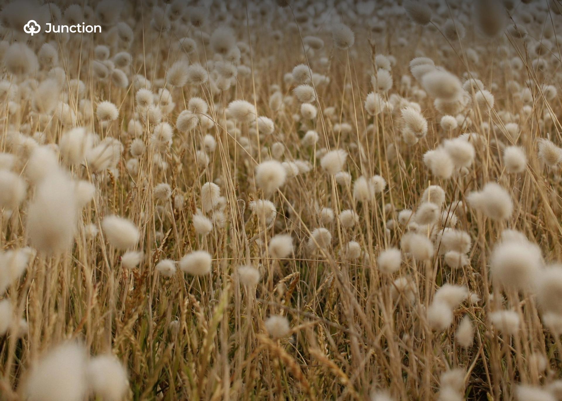 New Bt Cotton Varieties Promise Higher Yields Amid GMO Debate