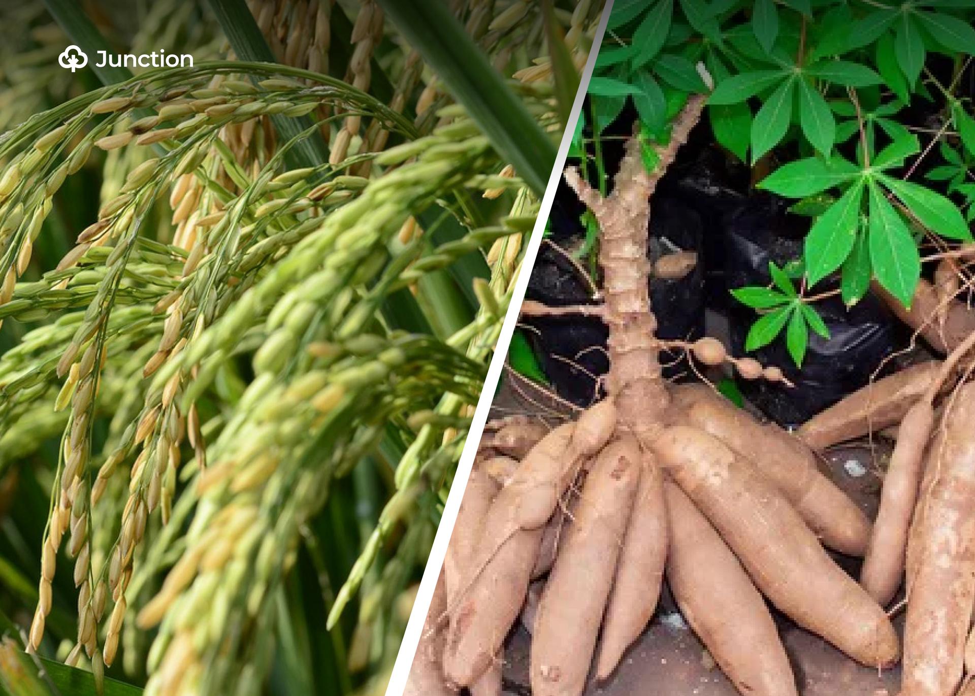 IFAD Grant Boost Rice, Cassava Value Chains in Niger